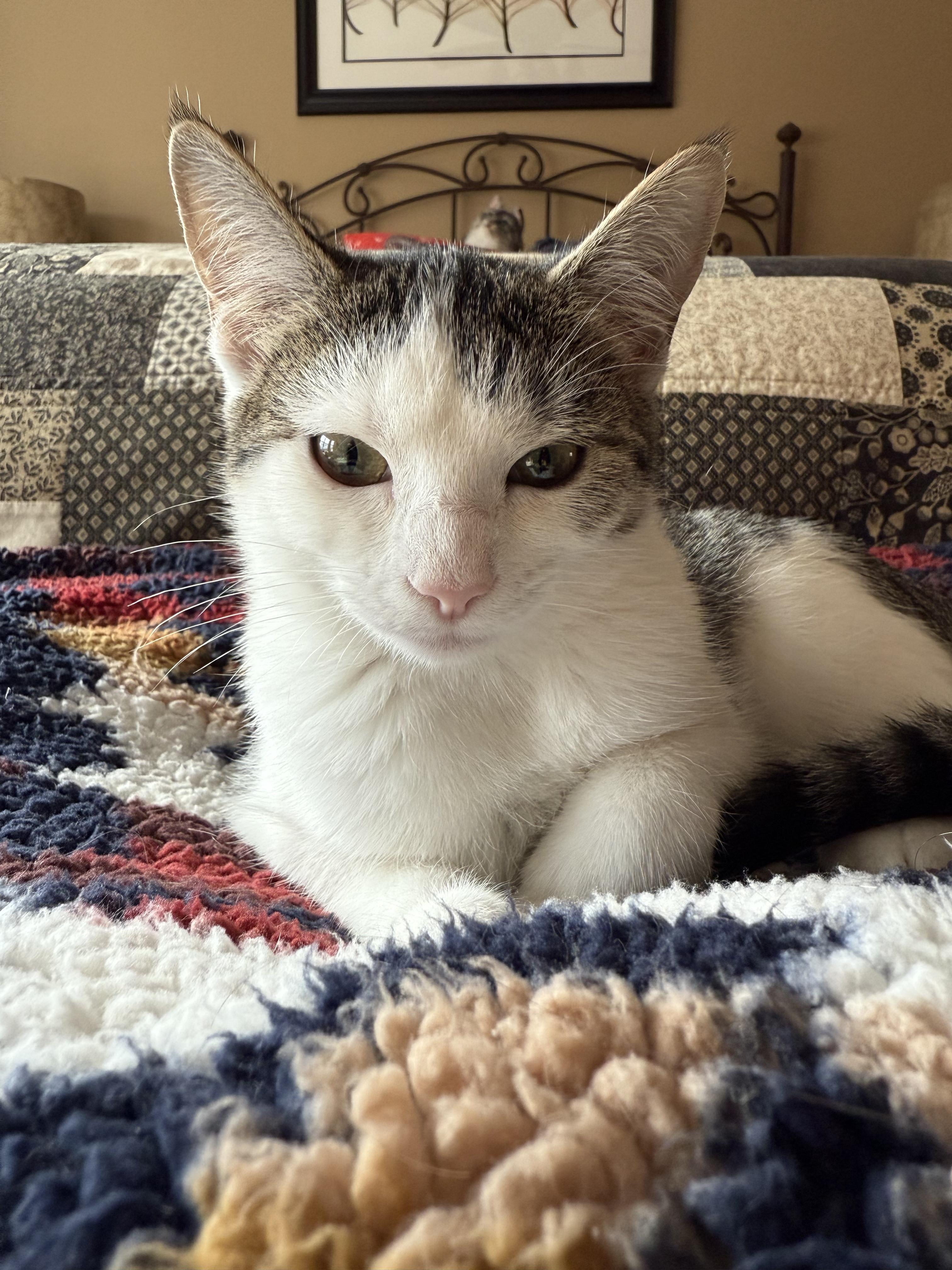 Enlarge Ashe, an adopted Domestic Short Hair in Morgantown, WV image 6/6