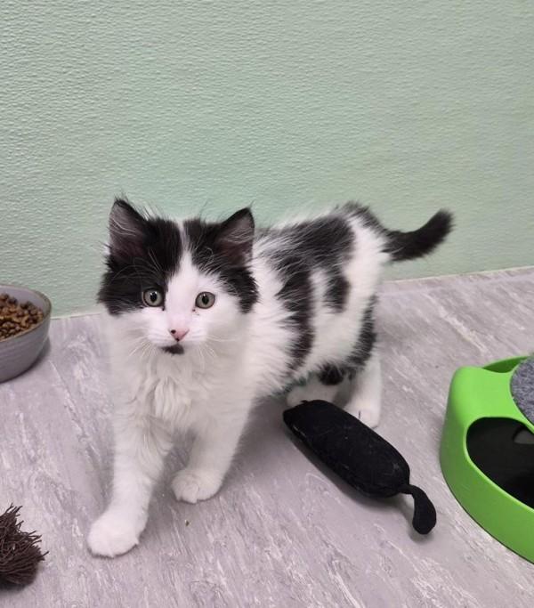 Enlarge Spirit, a Adoptable mixed breed in Richmond, BC image 1/1