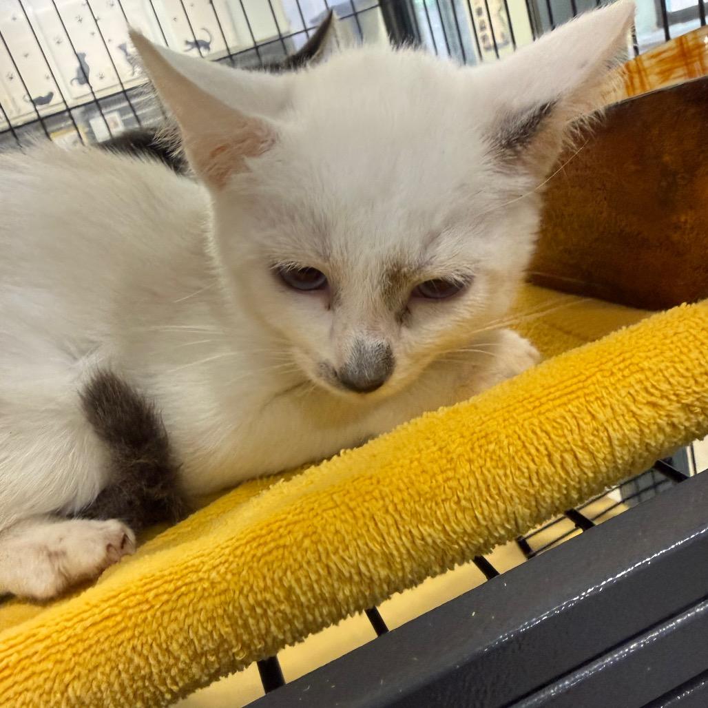 Enlarge Brioche, a Adoptable Domestic Medium Hair in Waldorf, MD image 2/2