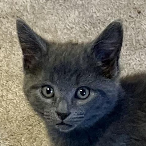 Enlarge Teddy, an adopted Domestic Short Hair in Houghton Lake, MI image 1/4