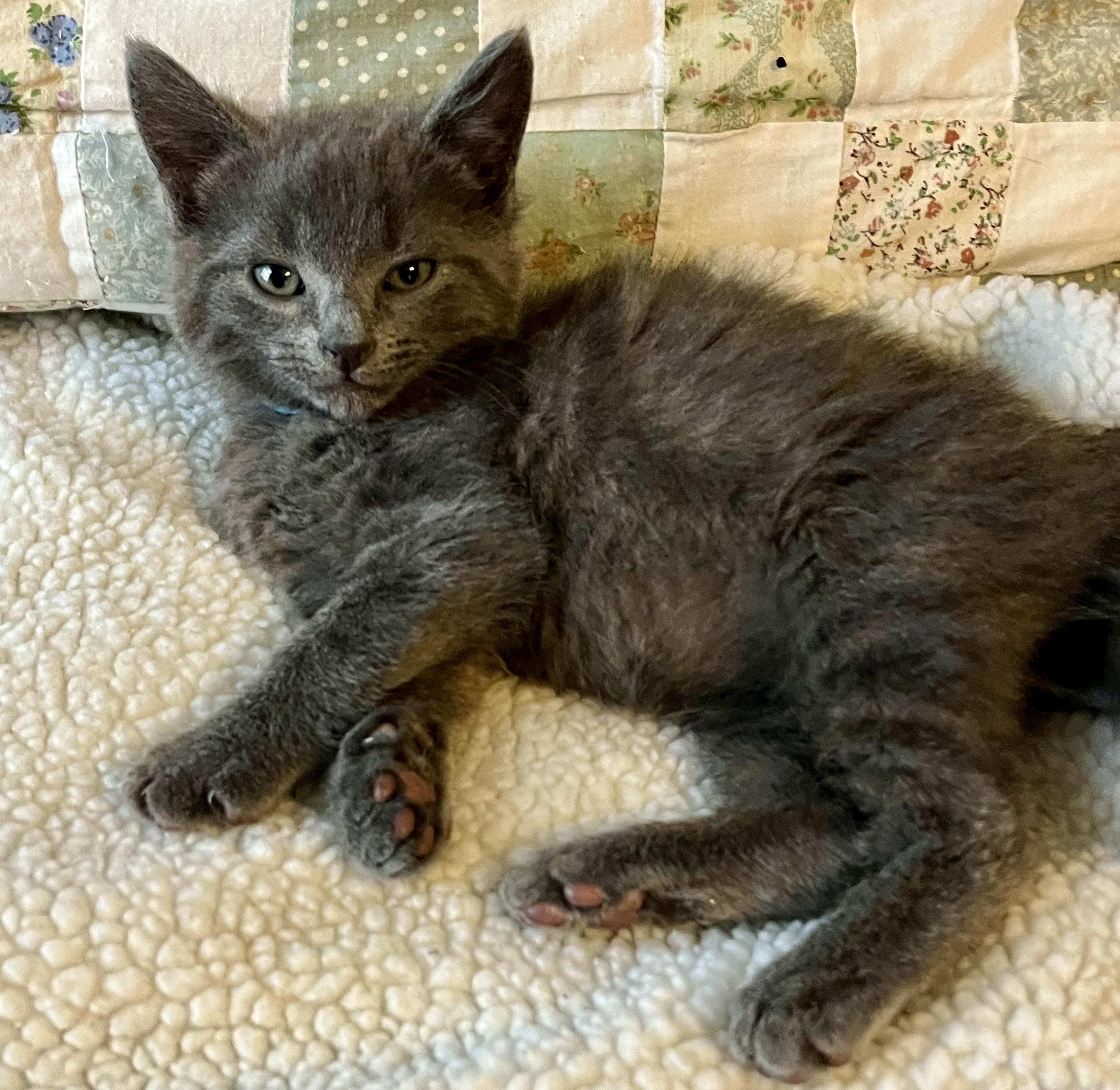 Enlarge Teddy, an adopted Domestic Short Hair in Houghton Lake, MI image 3/4