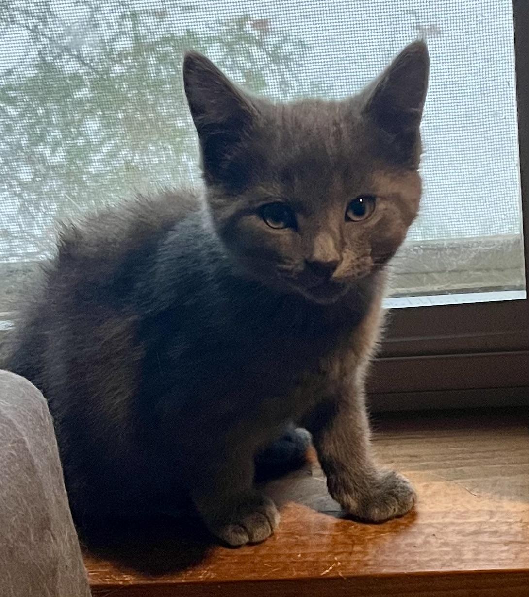 Enlarge Teddy, an adopted Domestic Short Hair in Houghton Lake, MI image 4/4