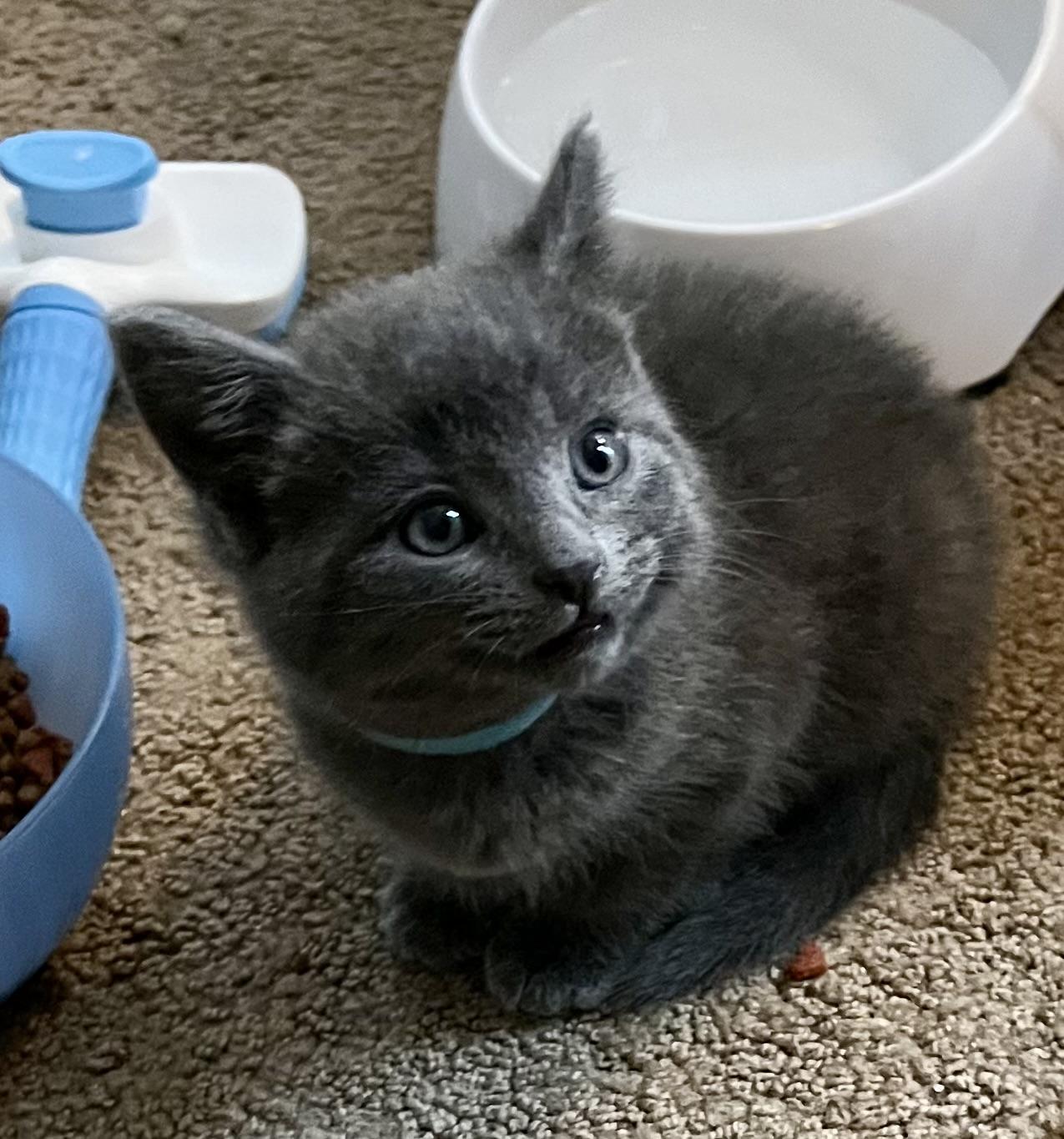 Enlarge Teddy, an adopted Domestic Short Hair in Houghton Lake, MI image 2/4