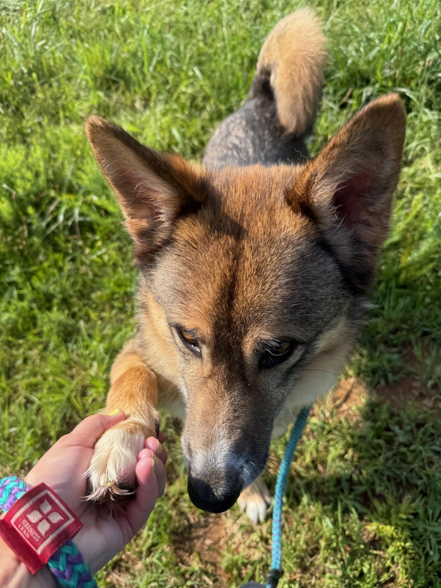 Jimmy, a ADOPTABLE mixed breed in Nashville, TN image 2/5