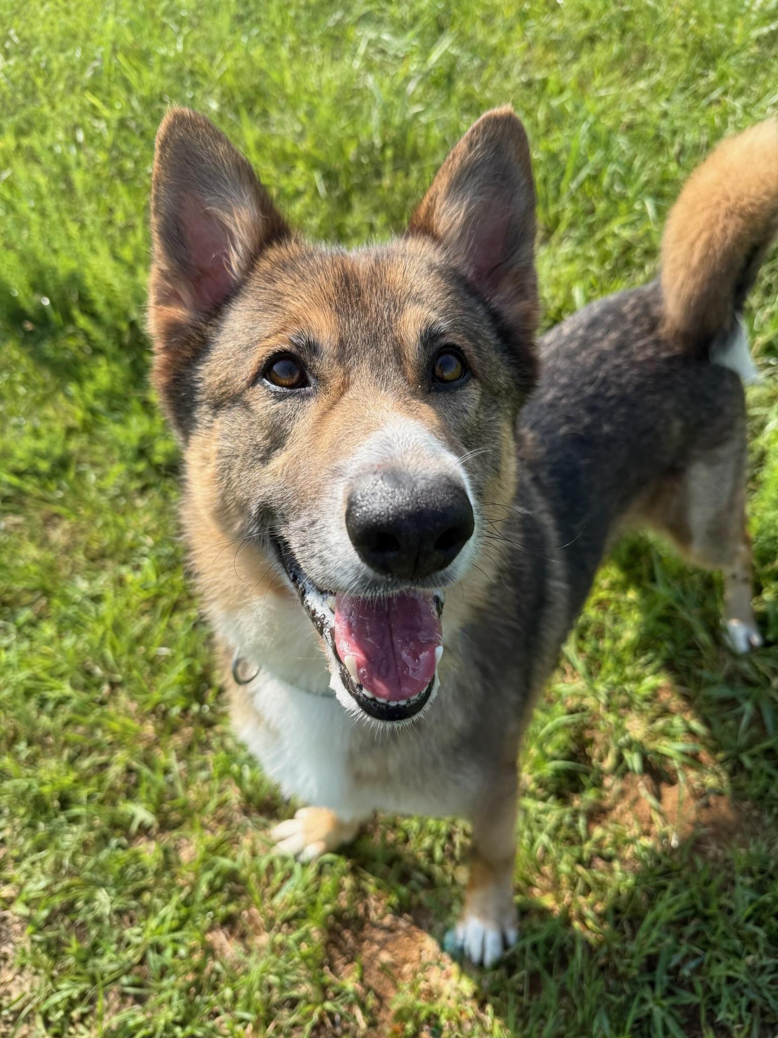 Jimmy, a ADOPTABLE mixed breed in Nashville, TN image 5/5