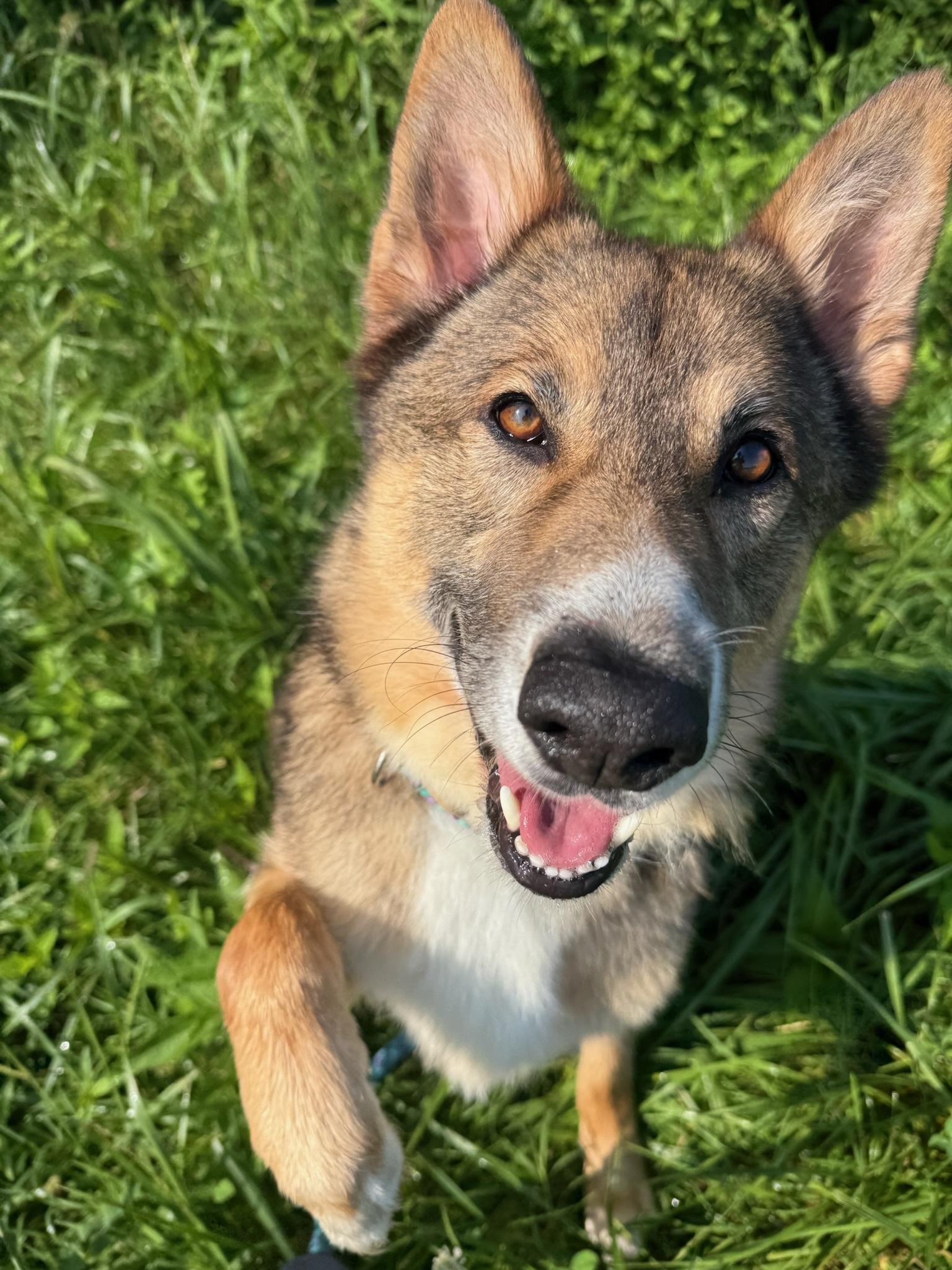 Jimmy, ADOPTABLE, Adult Male Shepherd.
