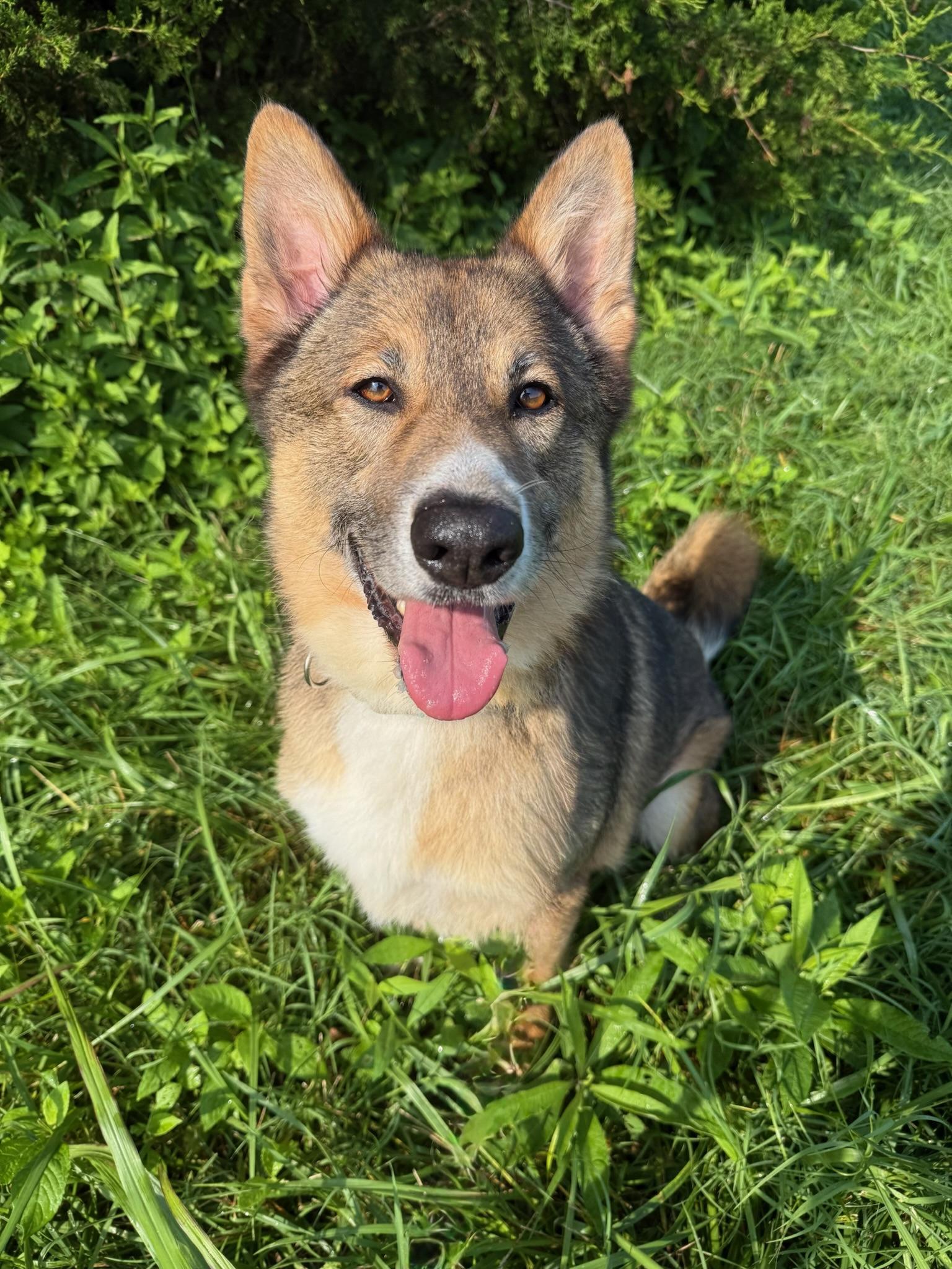Jimmy, a ADOPTABLE mixed breed in Nashville, TN image 4/5