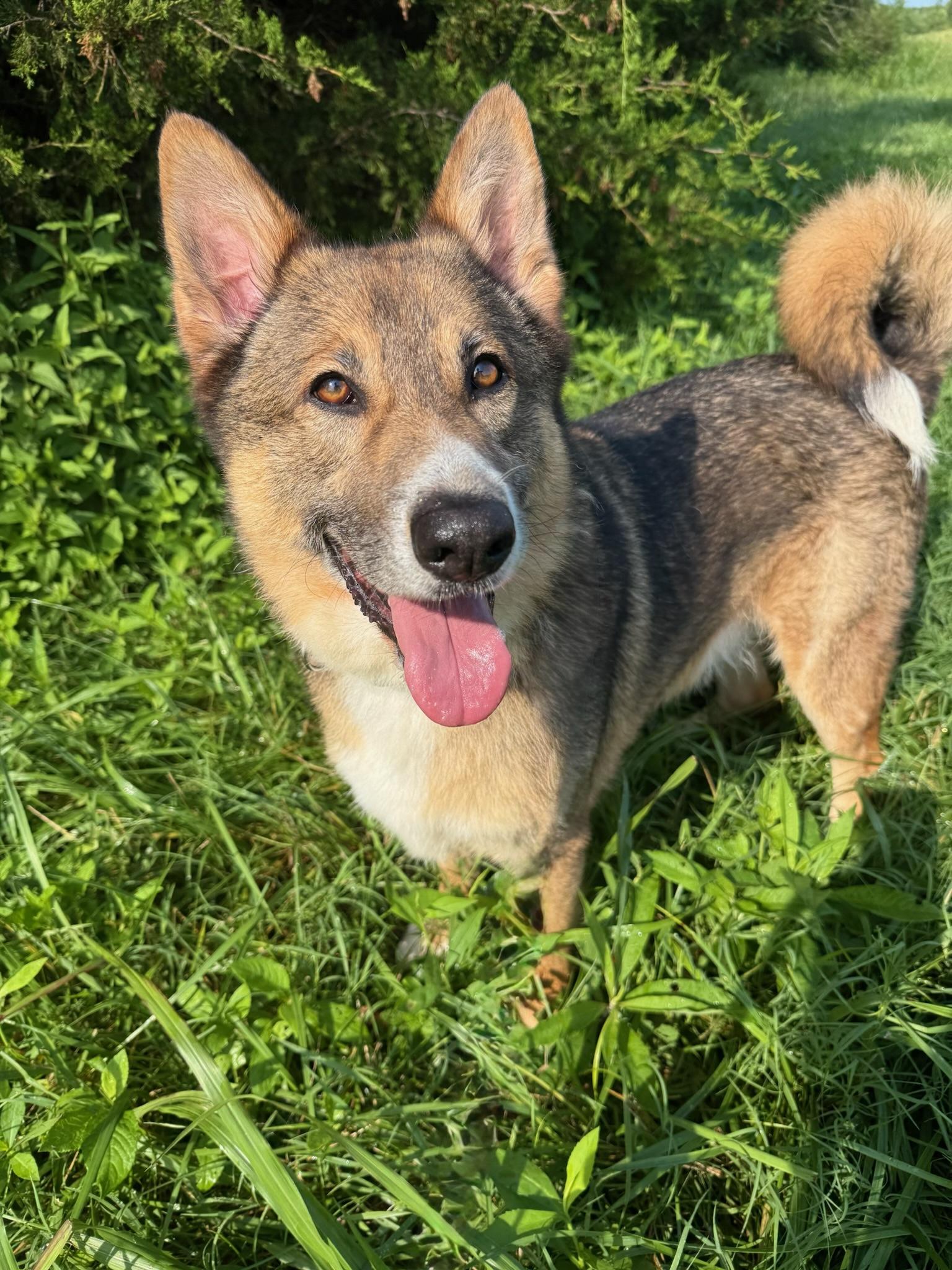 Jimmy, a ADOPTABLE mixed breed in Nashville, TN image 3/5