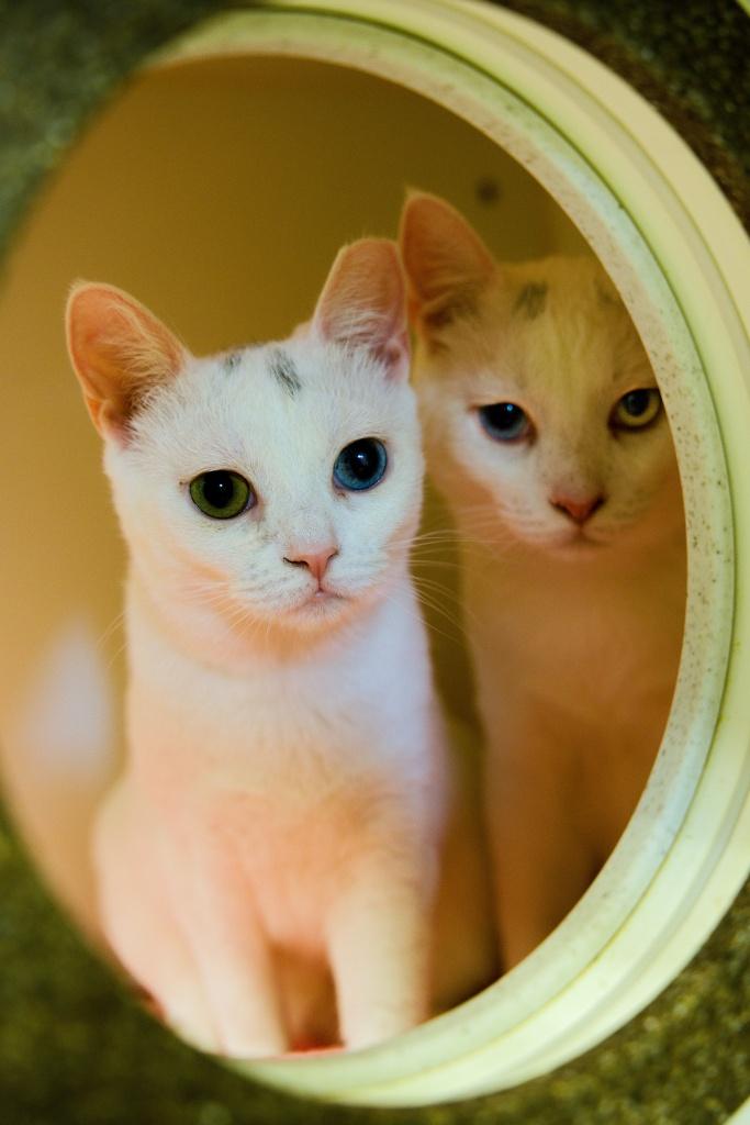Lumi And Dove photo 1
