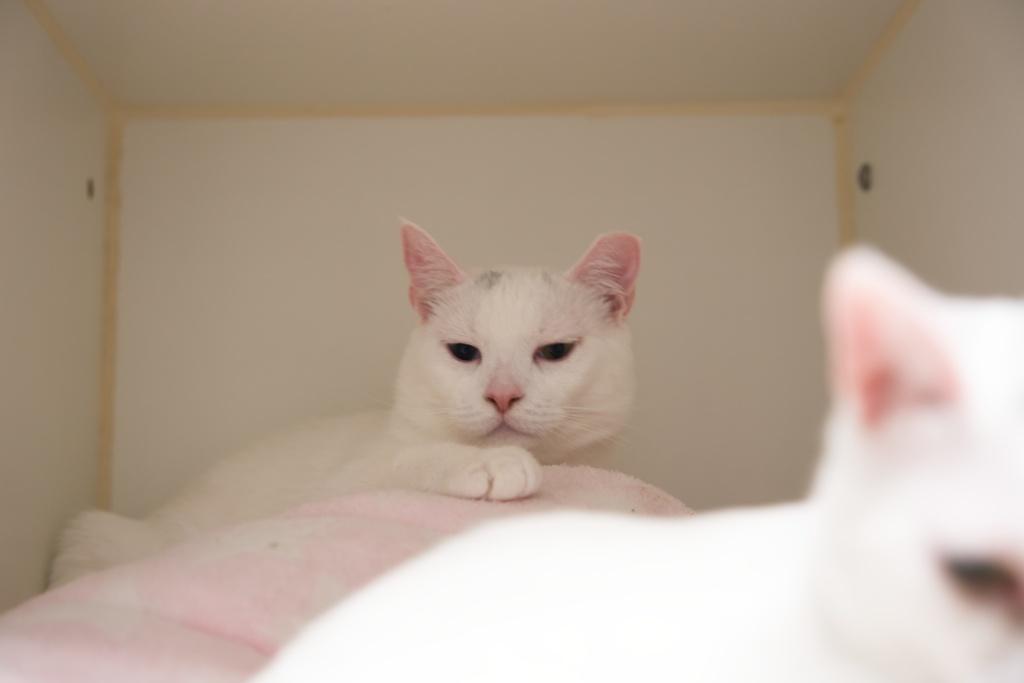 Lumi And Dove thumbnail 2