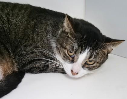 Tink (in foster), Adoptable, Adult Female Domestic Short Hair & Domestic Short Hair.