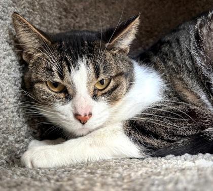 Tink (in foster), a Adoptable Domestic Short Hair in Fishers, IN image 2/3