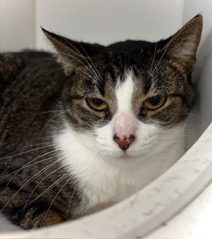 Tink (in foster), a Adoptable Domestic Short Hair in Fishers, IN image 3/3