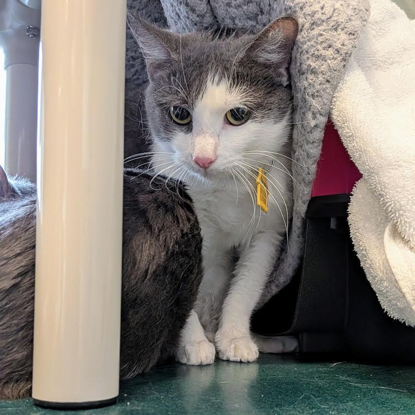 Enlarge Carmen-$50, a Adoptable Domestic Short Hair in Springfield, MA image 1/1