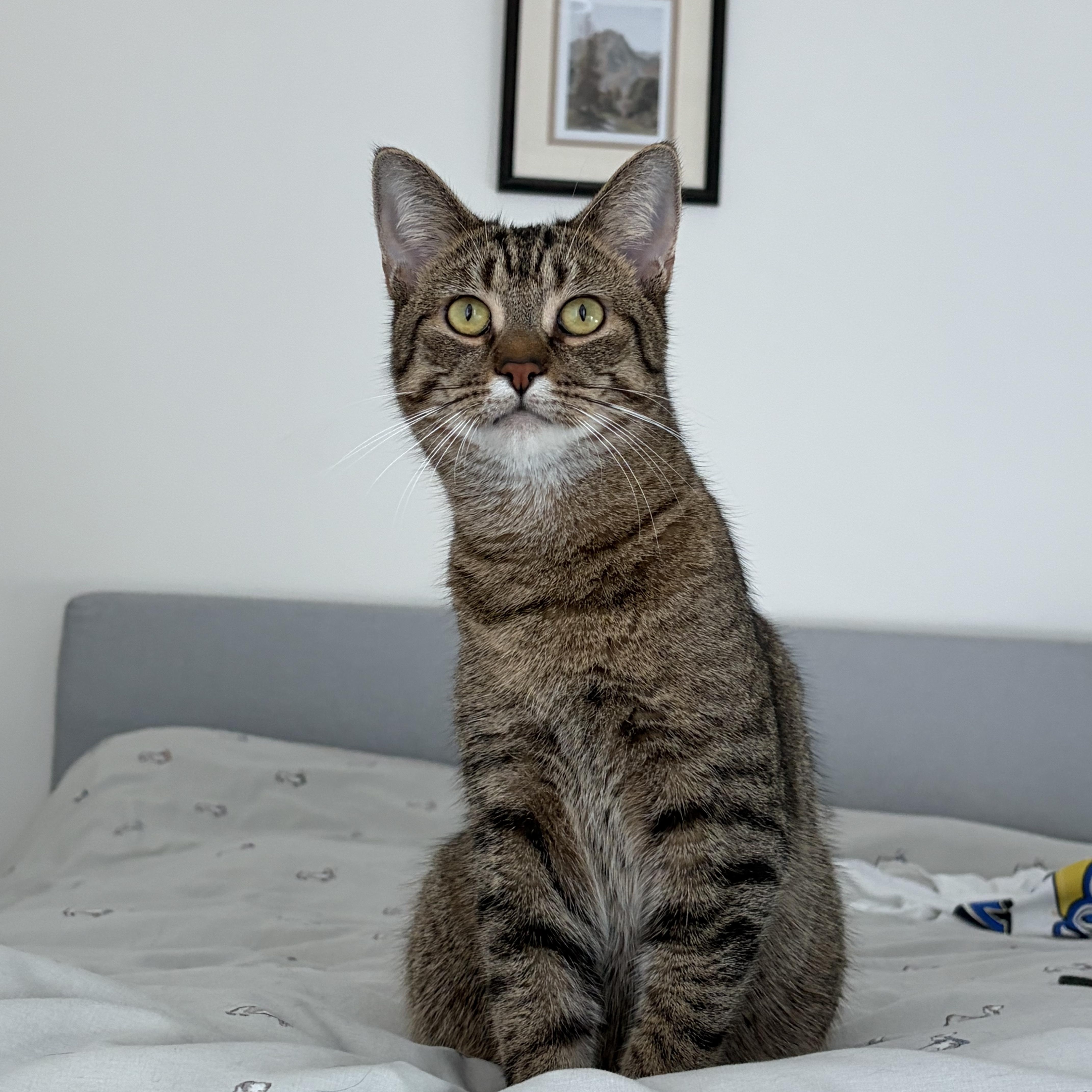 Enlarge Floyd Pepper MUST BE ADOPTED AS A BUDDY, a Adoptable Domestic Short Hair in Toronto, ON image 1/3