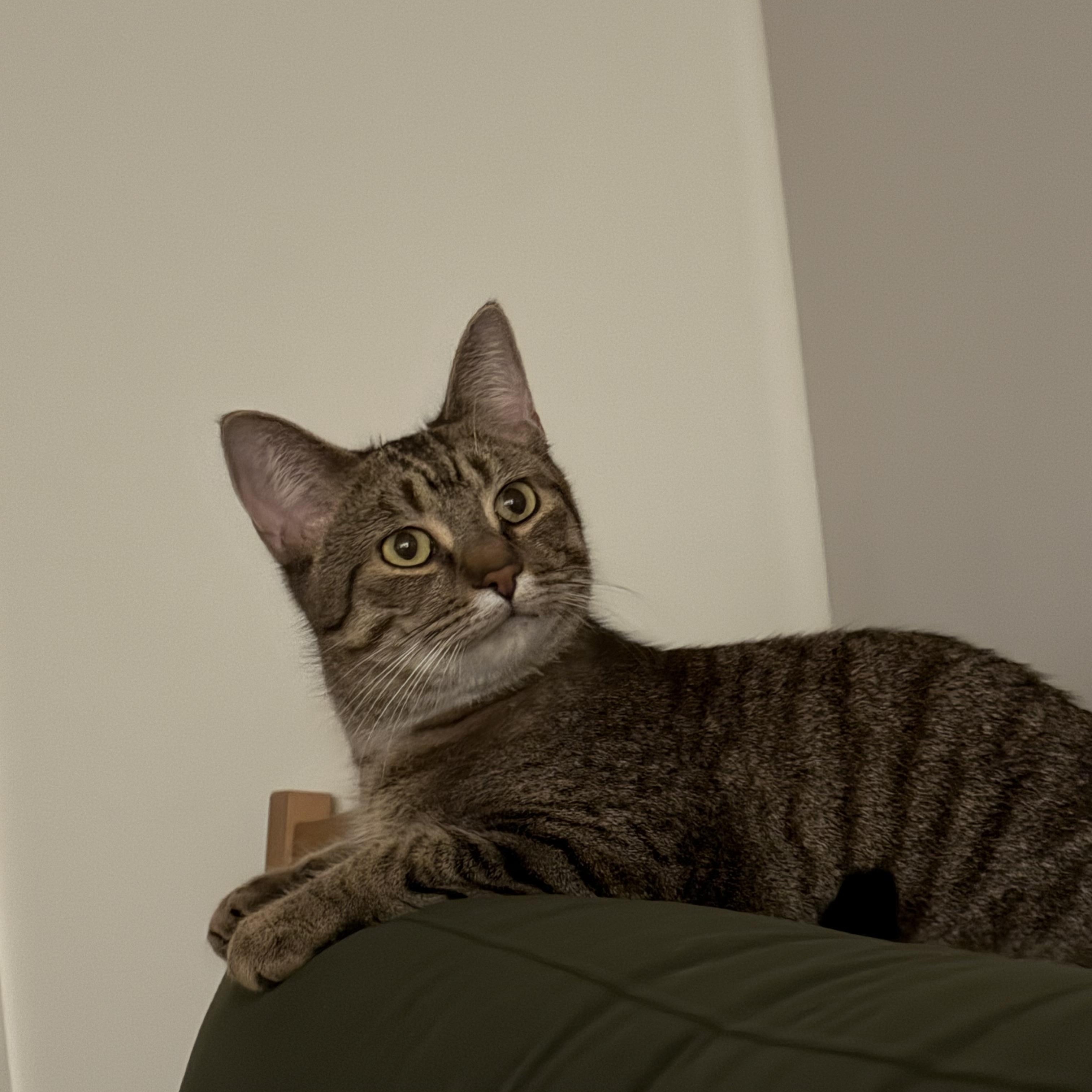 Enlarge Floyd Pepper MUST BE ADOPTED AS A BUDDY, a Adoptable Domestic Short Hair in Toronto, ON image 3/3