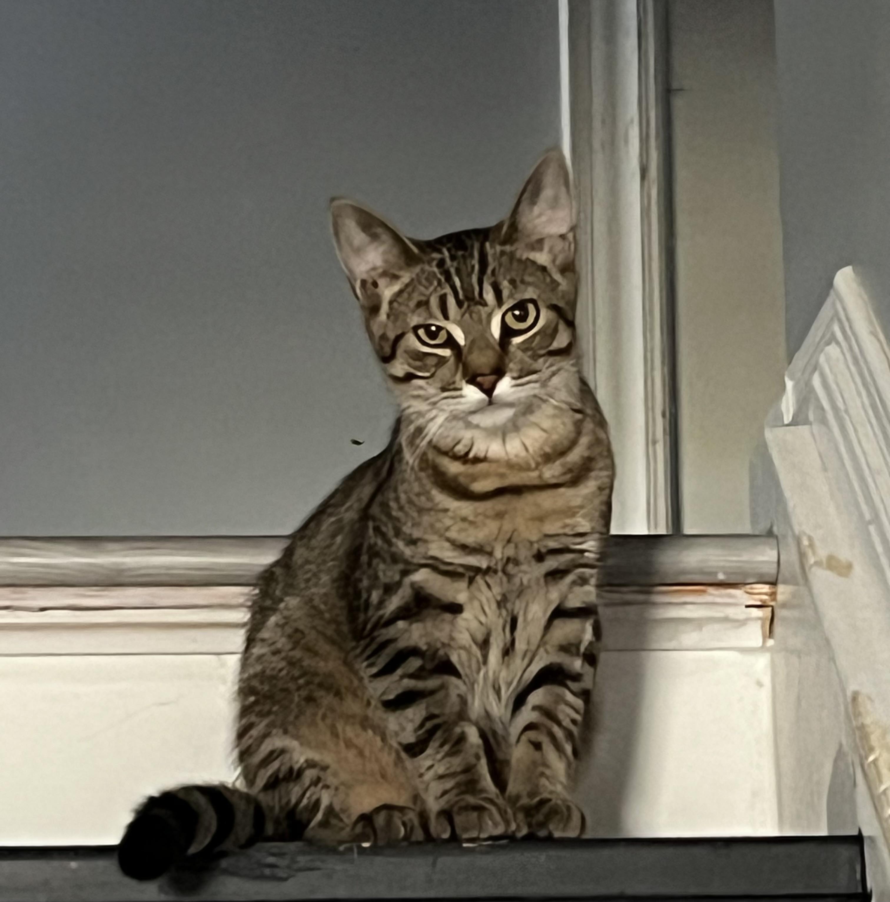 Floyd Pepper MUST BE ADOPTED AS A BUDDY, ADOPTABLE, Young Male Domestic Short Hair.