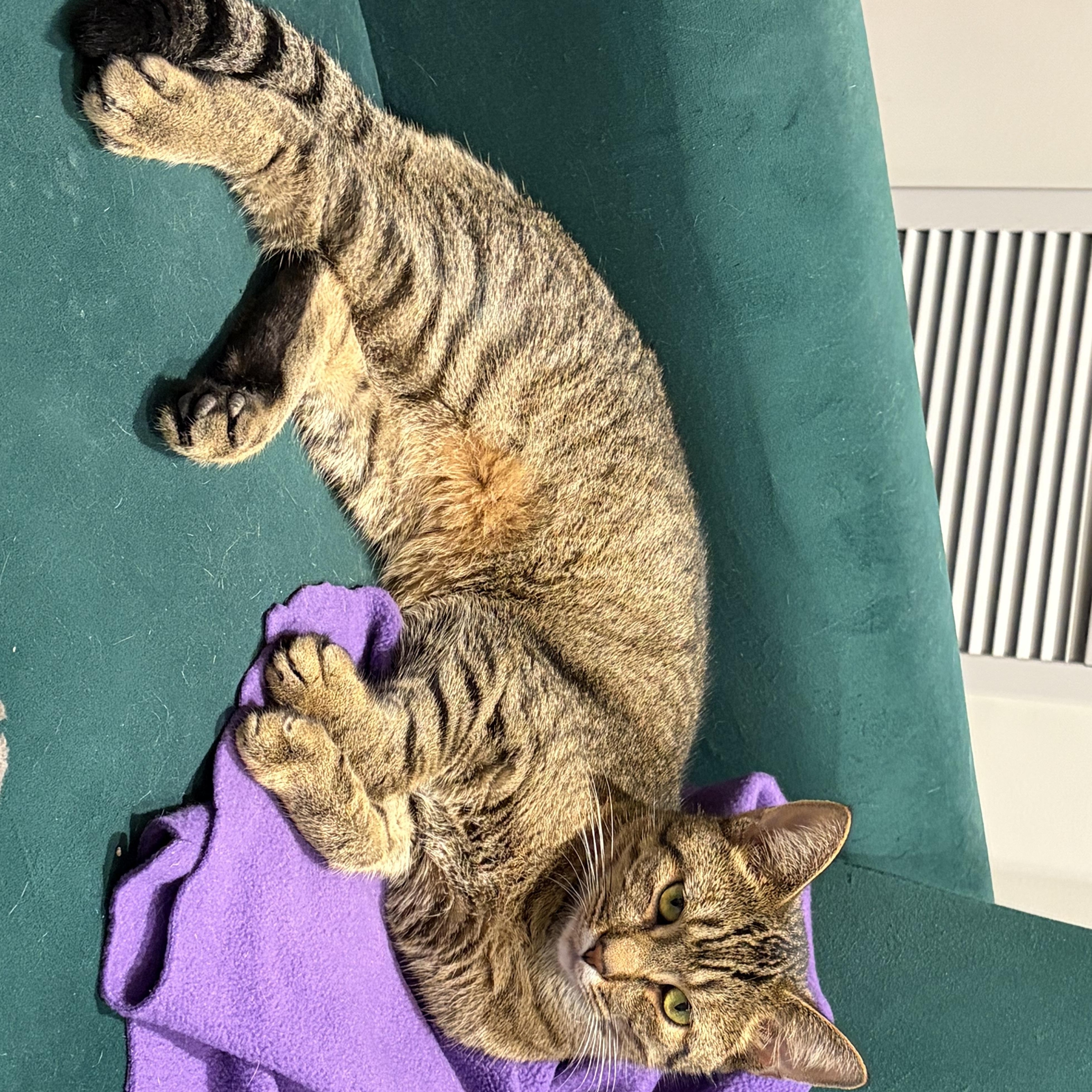 Enlarge Floyd Pepper MUST BE ADOPTED AS A BUDDY, a Adoptable Domestic Short Hair in Toronto, ON image 2/3
