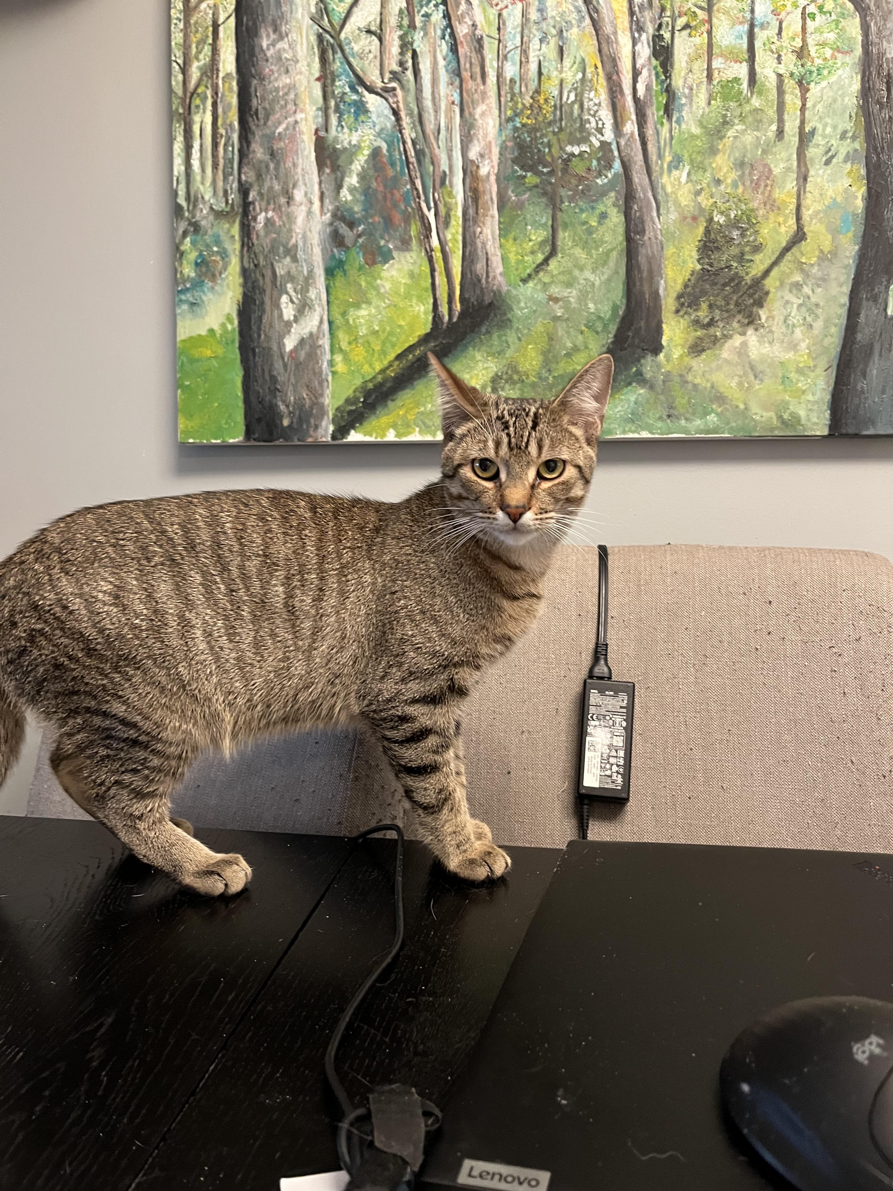 Enlarge Floyd Pepper MUST BE ADOPTED AS A BUDDY, a ADOPTABLE Domestic Short Hair in Toronto, ON image 2/2