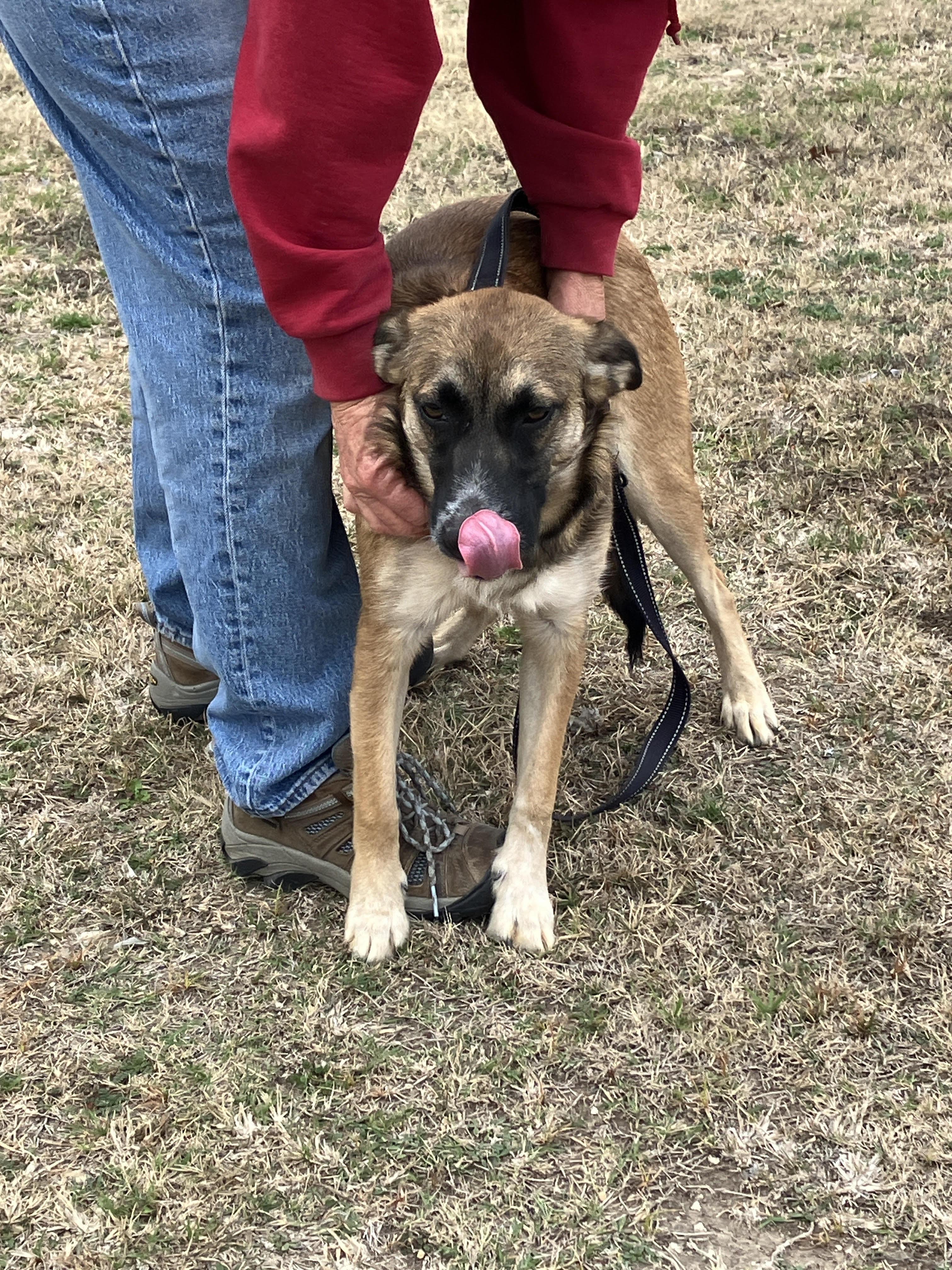 Enlarge ASIA-Adorable and Active, a Adoptable mixed breed in Bedminster, NJ image 4/6