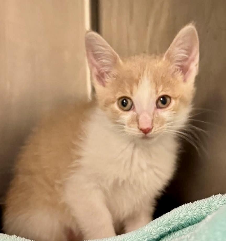 Apple Cider bonded with Pumpkin Pie