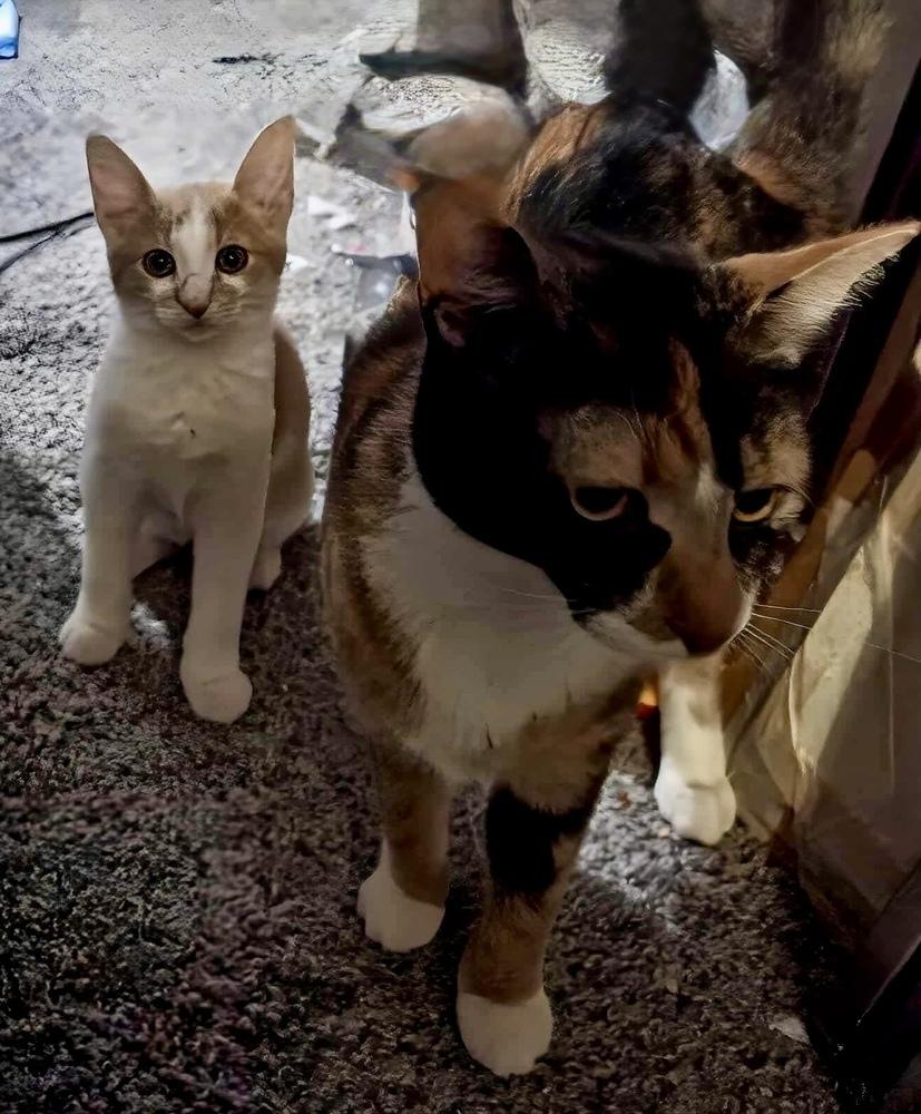 Apple Cider bonded with Pumpkin Pie — thumbnail 2