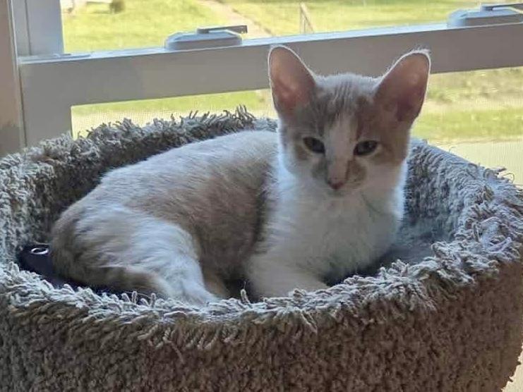 Apple Cider bonded with Pumpkin Pie — thumbnail 4