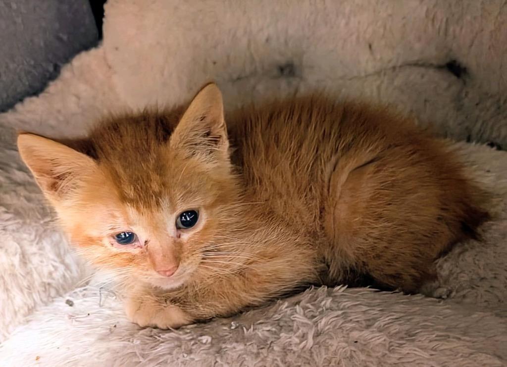 Lana, Adoptable, Kitten Male Domestic Short Hair.