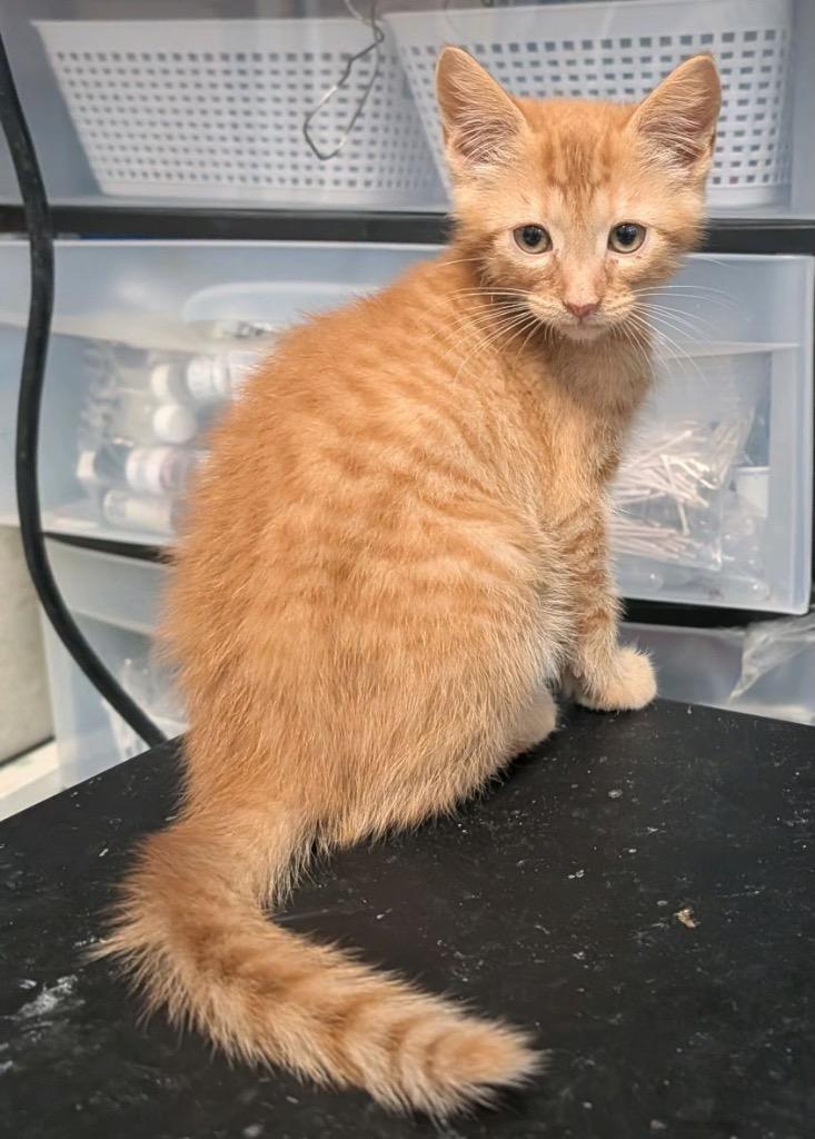 Lana, a Adoptable mixed breed in Johnson City, TN image 2/5