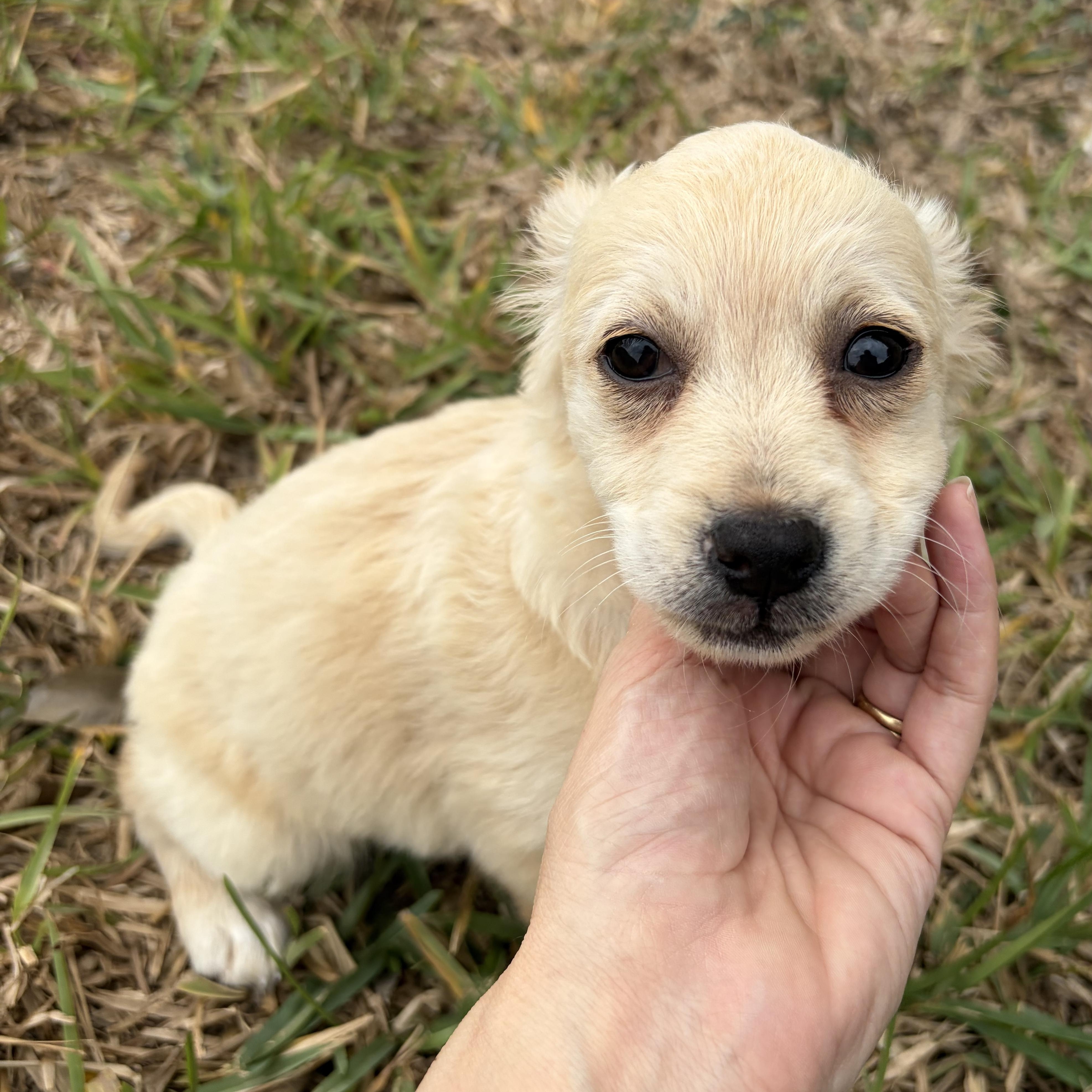 Coriander — thumbnail 3