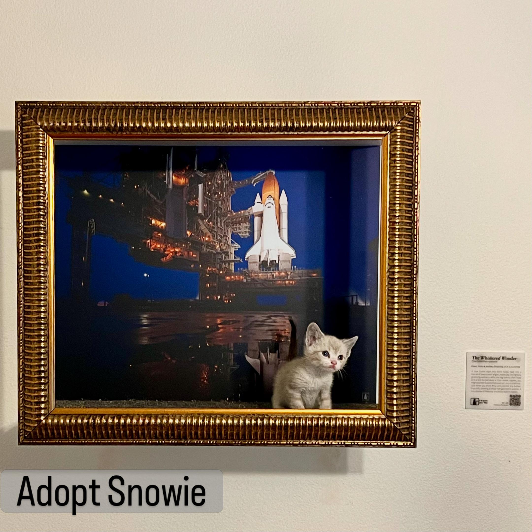 Snowy, an adoptable Siamese in Santa Clarita, CA image 2/3