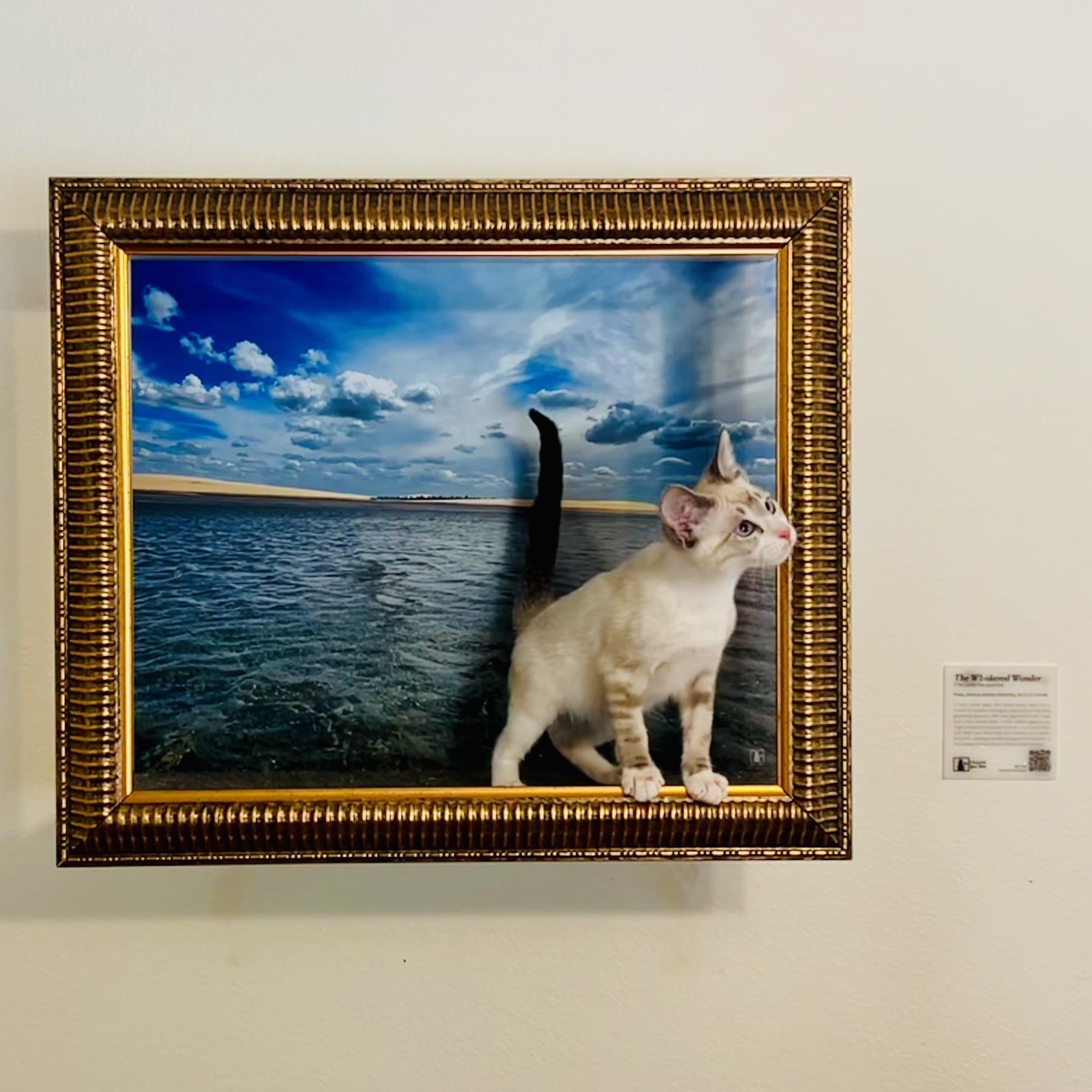 Snowy, an adoptable Siamese in Santa Clarita, CA image 1/3