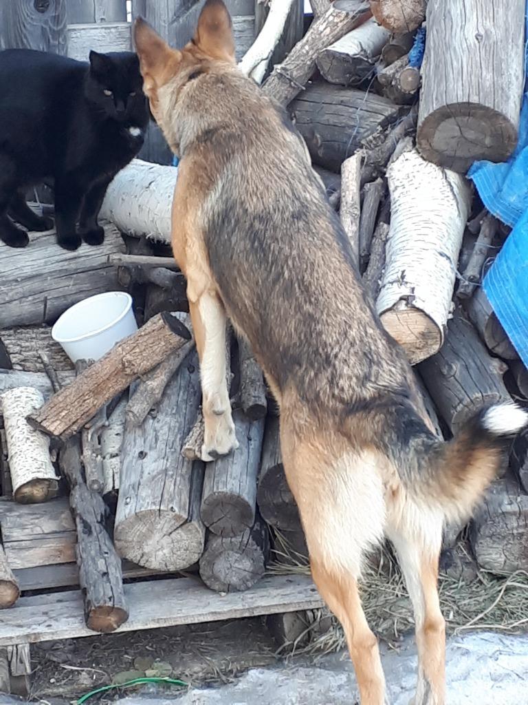 Scooby, Adoptable, Adult Female German Shepherd Dog & Mixed Breed.