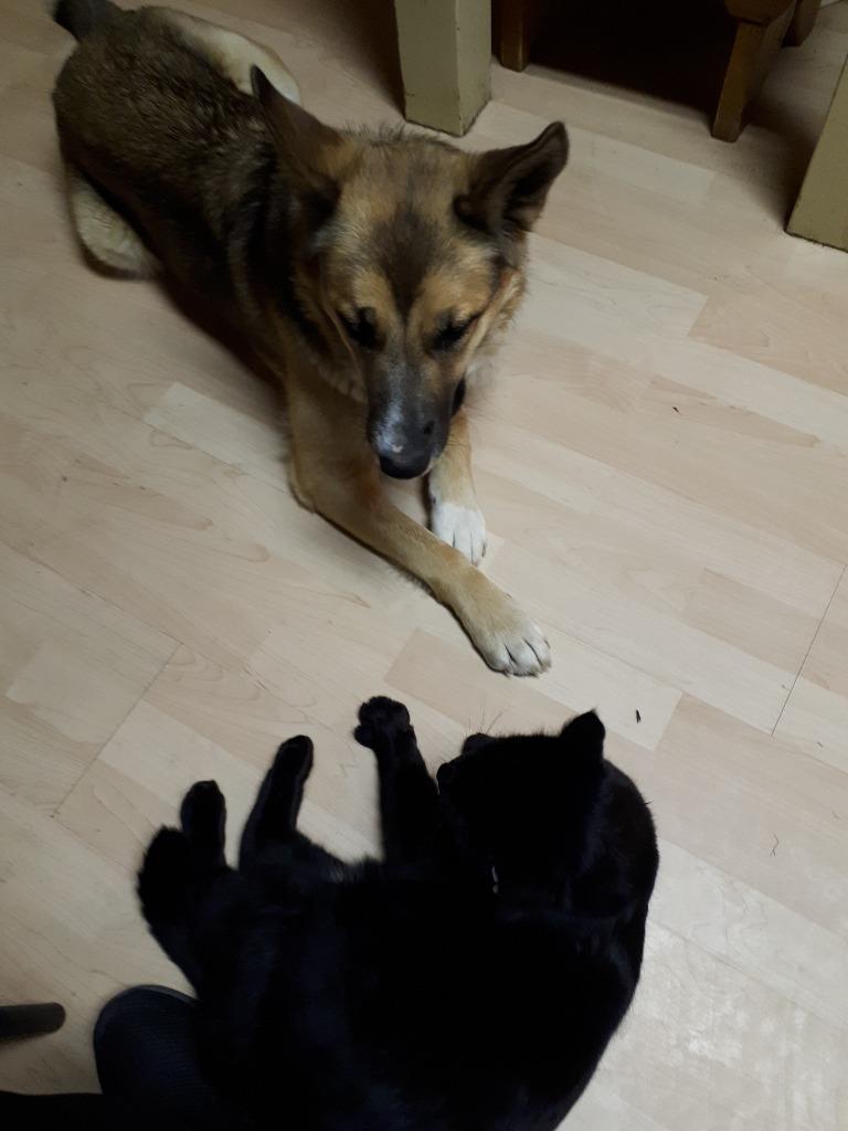 Enlarge Scooby, a Adoptable mixed breed in Didsbury, AB image 3/4