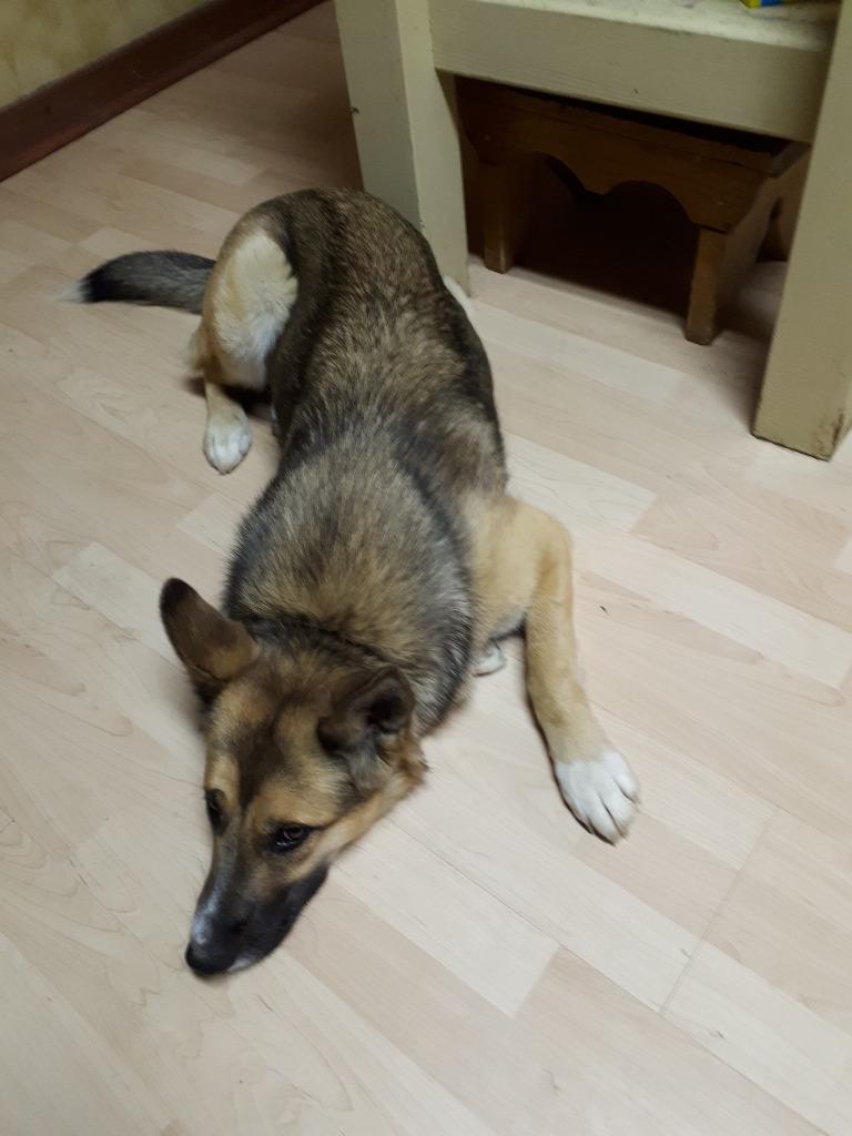 Enlarge Scooby, a Adoptable mixed breed in Didsbury, AB image 4/4