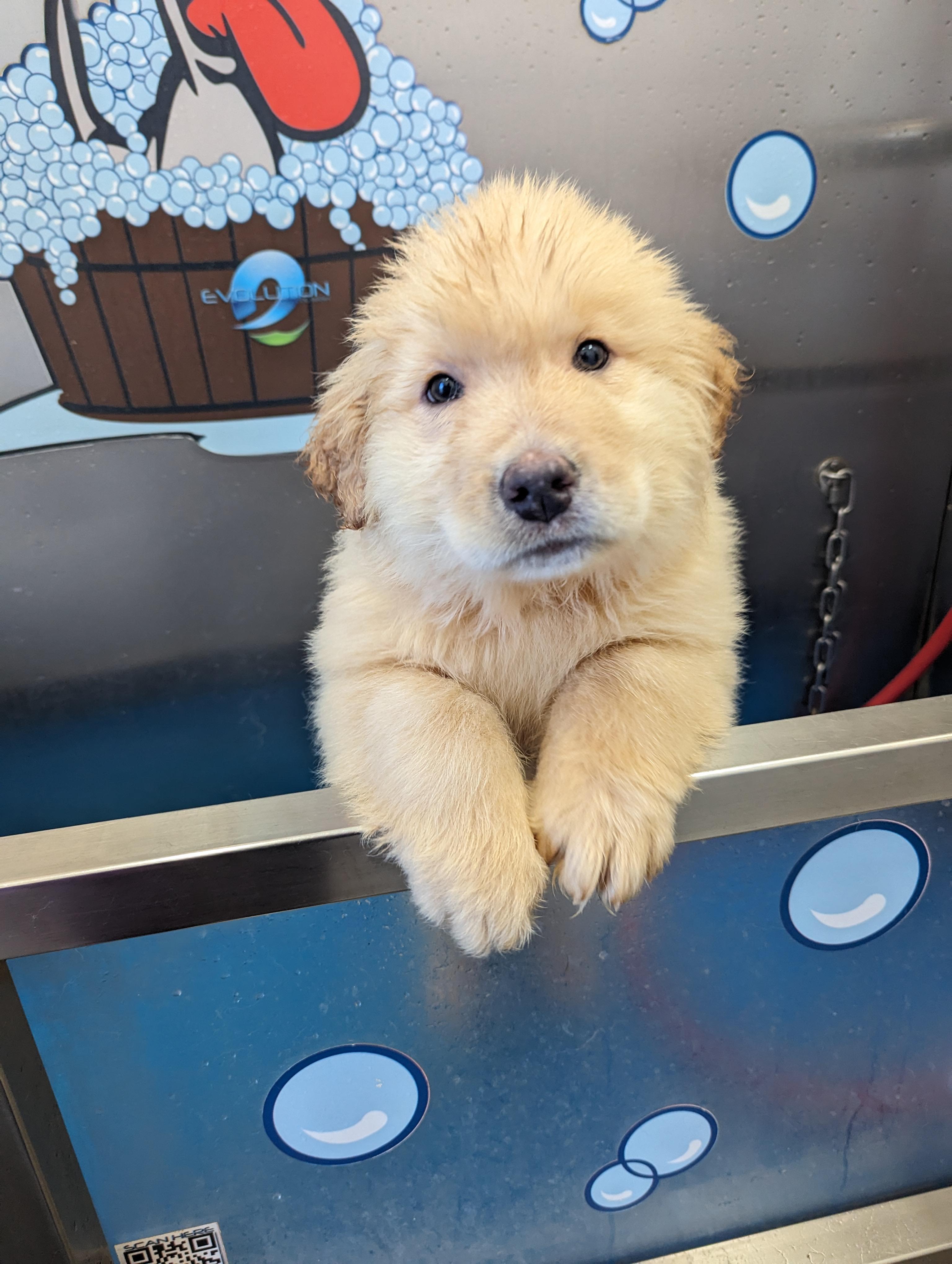 Bucky, a Adopted mixed breed in Wasilla, AK image 2/6