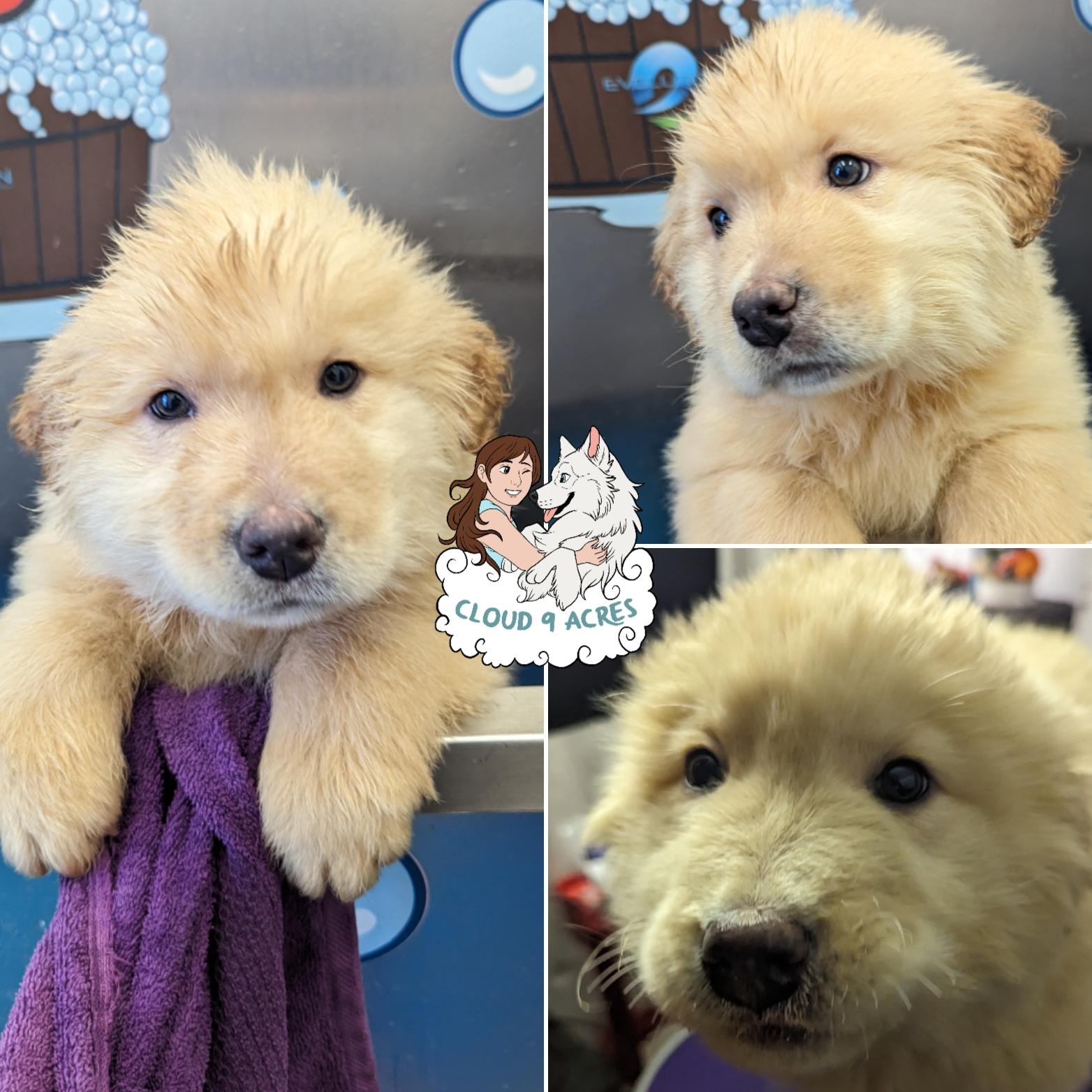 Bucky, a Adopted mixed breed in Wasilla, AK image 6/6