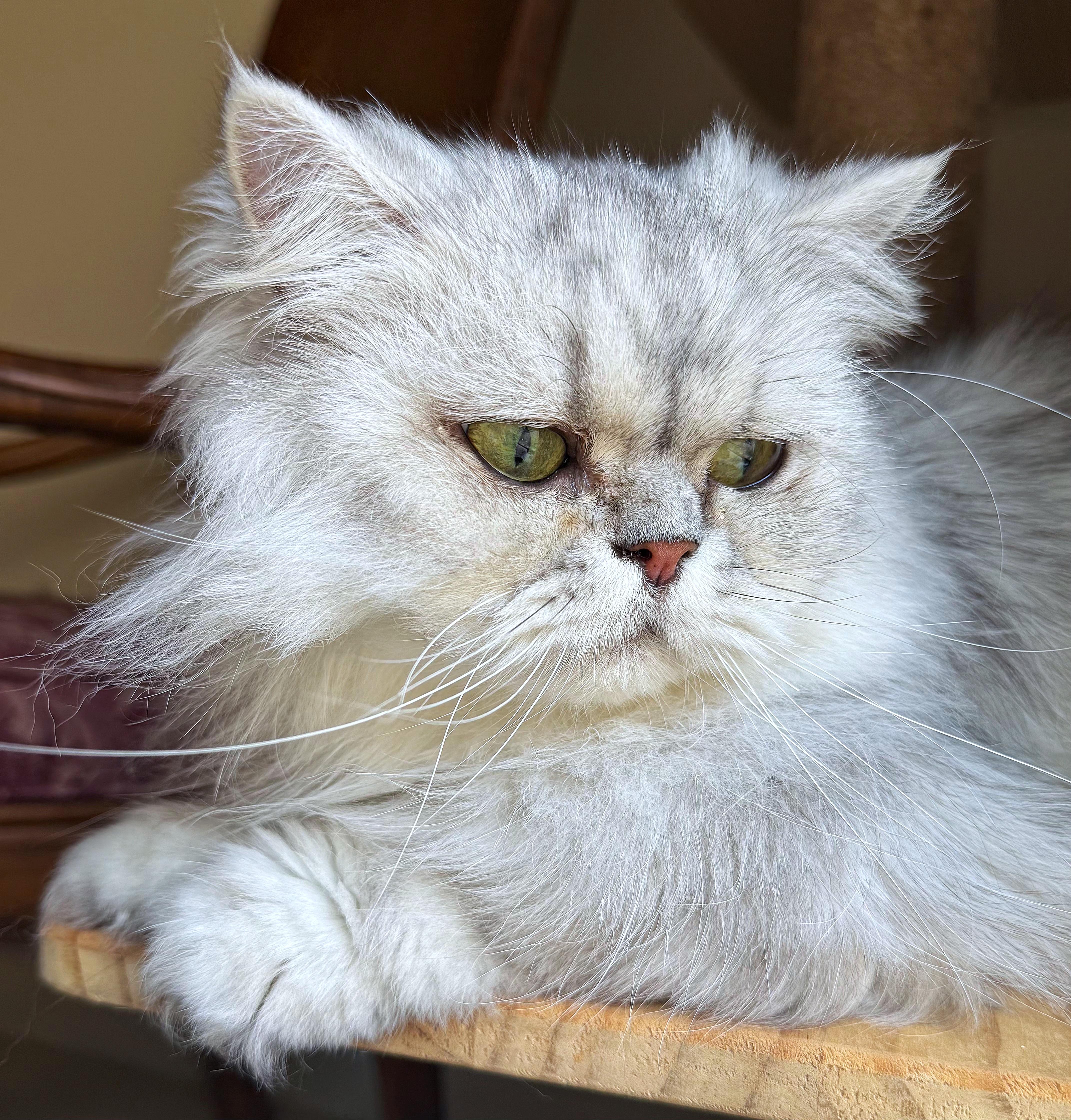 Enlarge Lancelot, a ADOPTABLE Persian in Converse, TX image 3/4