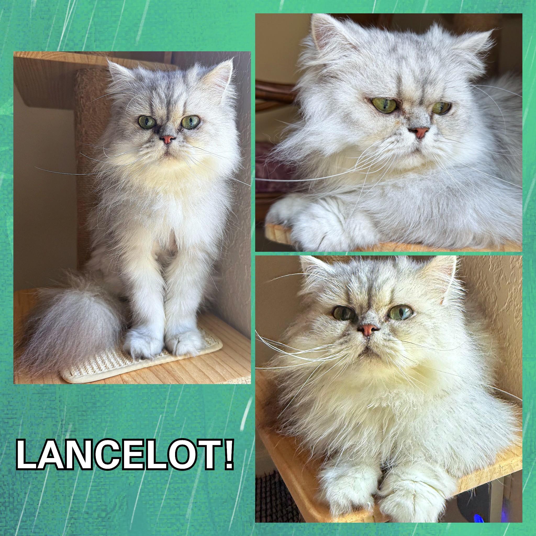 Enlarge Lancelot, a ADOPTABLE Persian in Converse, TX image 4/4