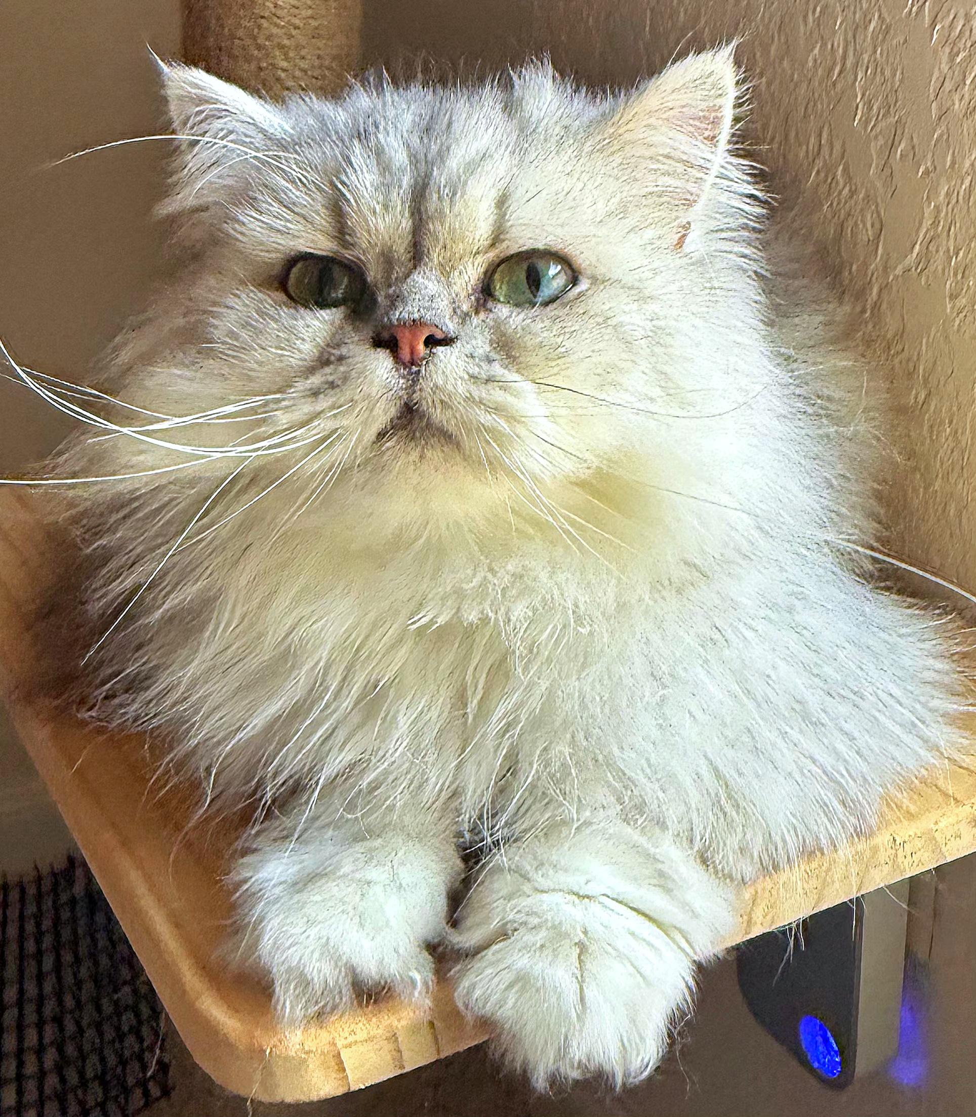 Enlarge Lancelot, a ADOPTABLE Persian in Converse, TX image 1/4
