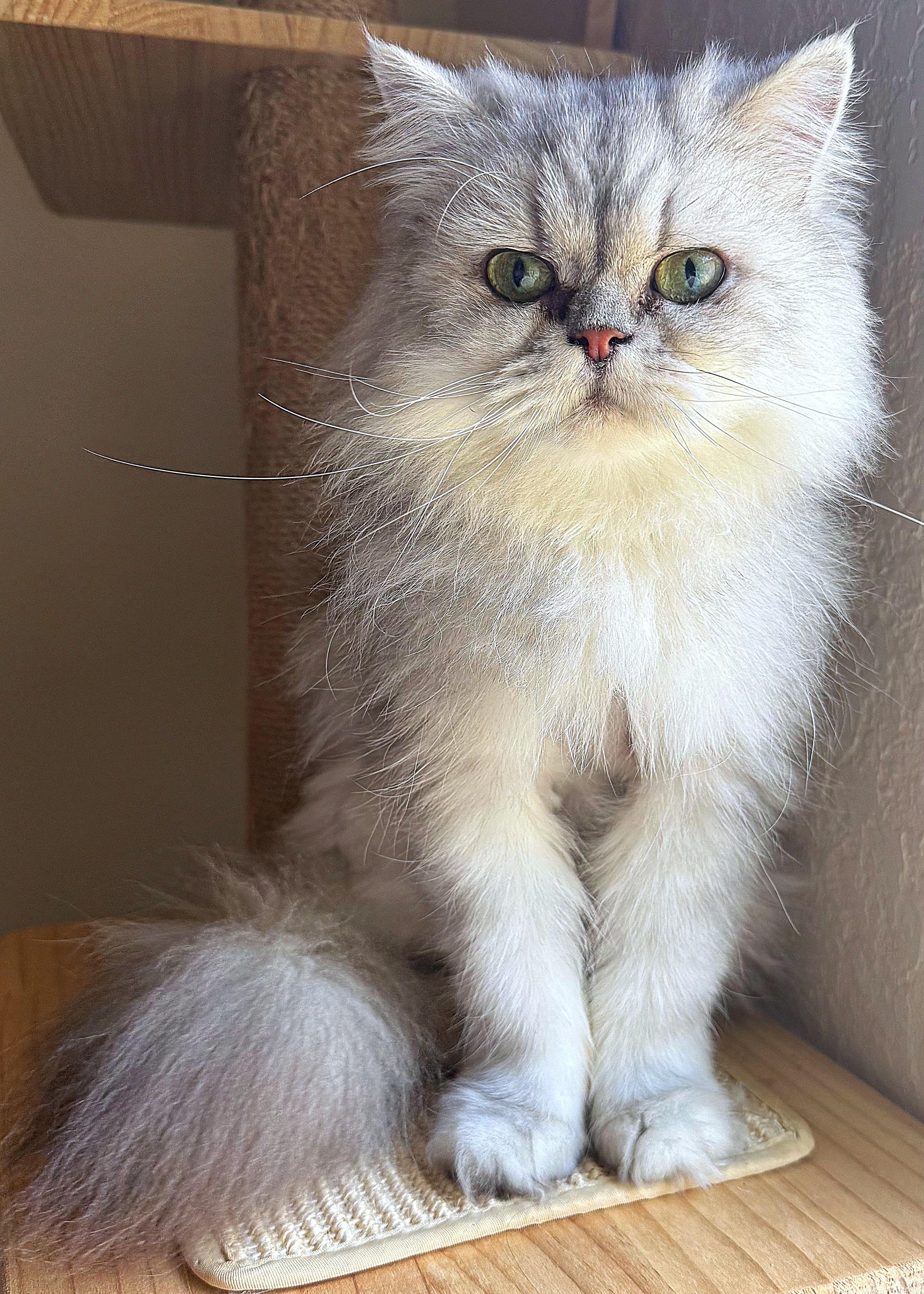 Enlarge Lancelot, a ADOPTABLE Persian in Converse, TX image 2/4