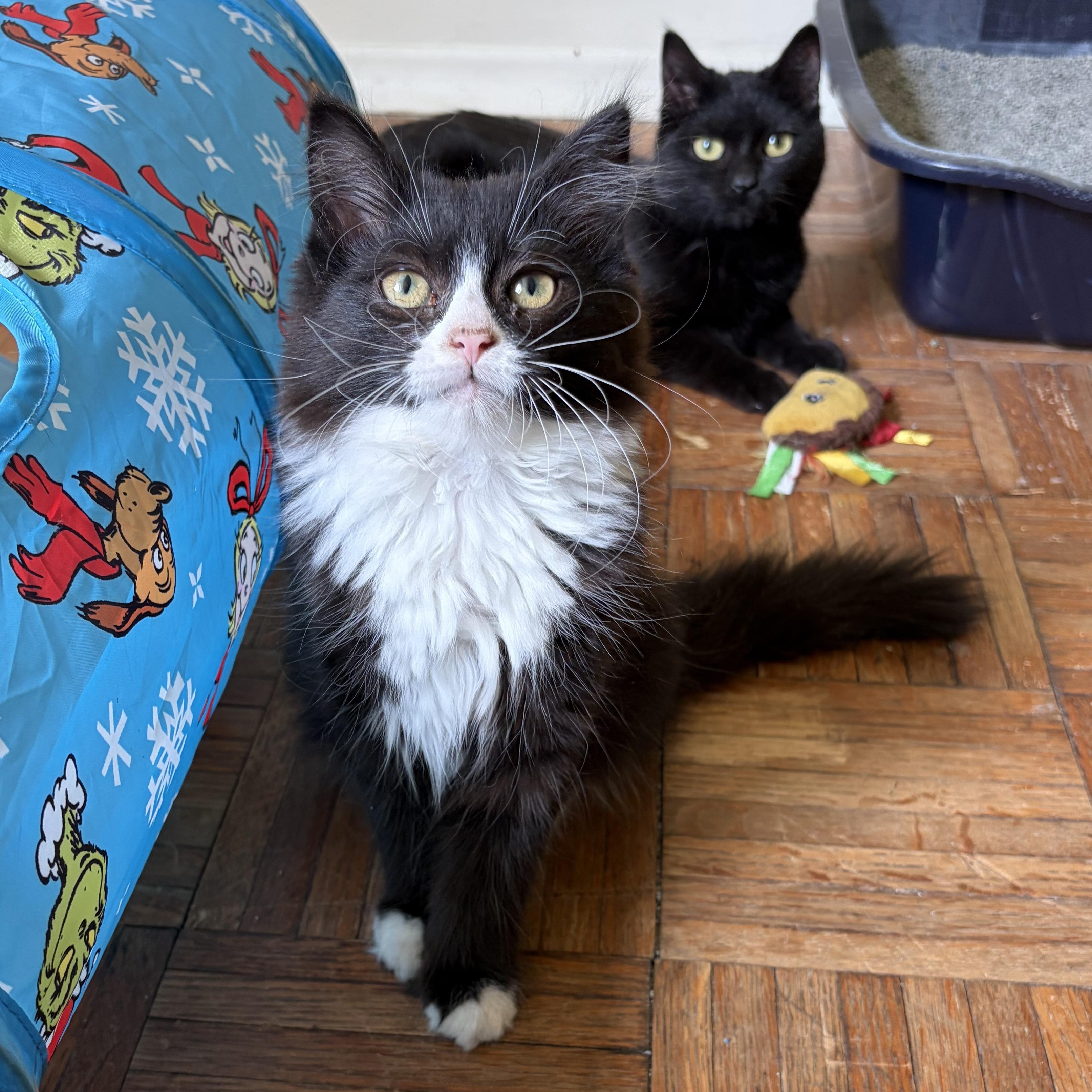 April, a ADOPTABLE Domestic Medium Hair in Avon, NY image 2/2