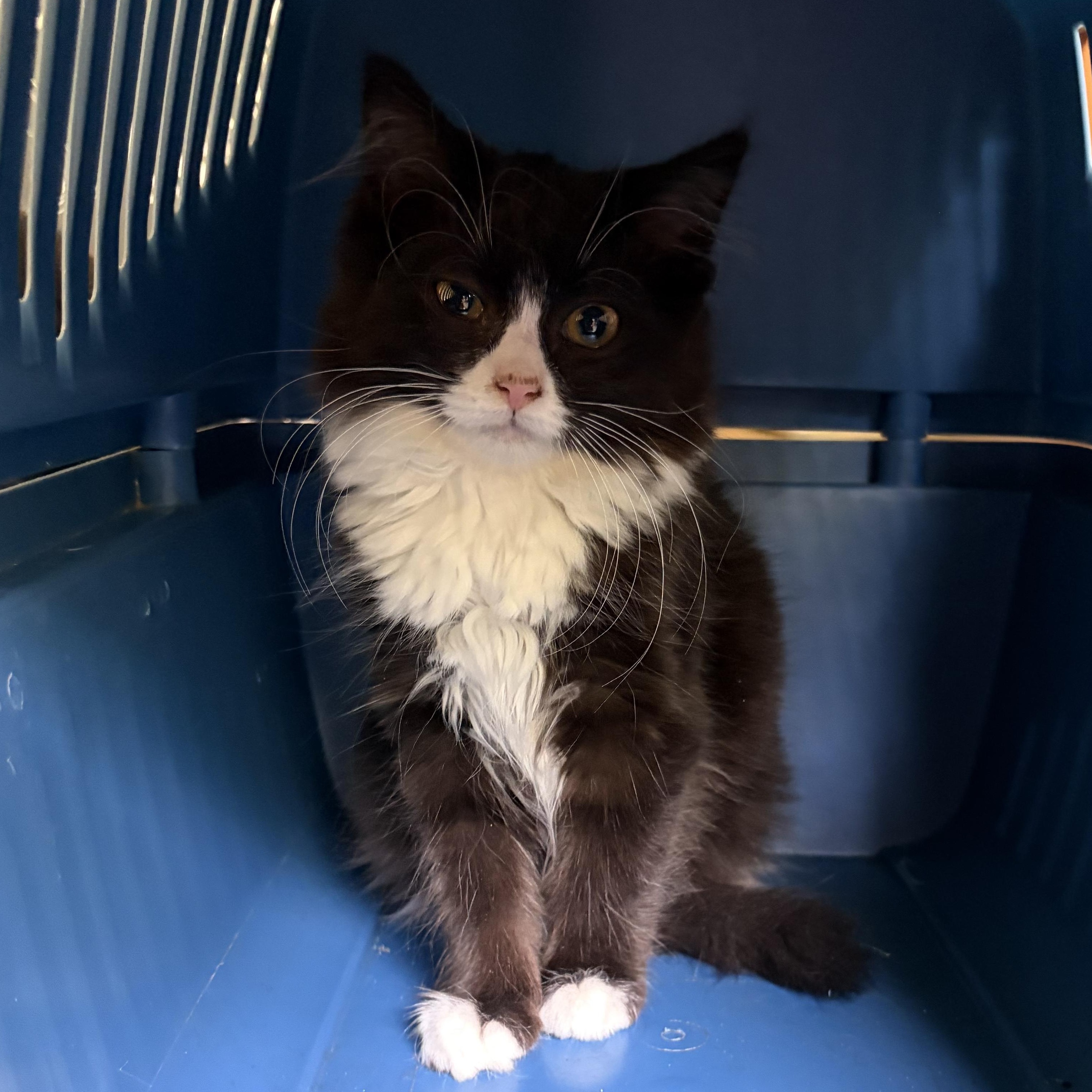 April, a ADOPTABLE Domestic Medium Hair in Avon, NY image 1/2