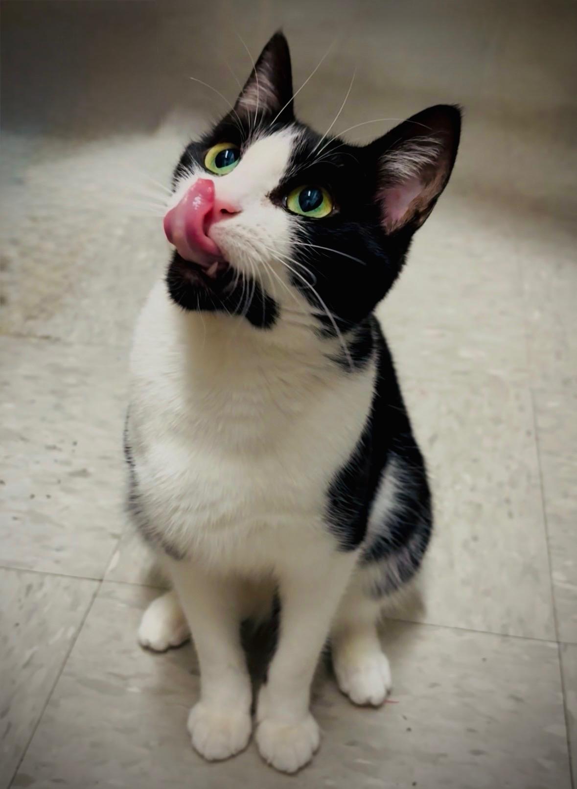 Enlarge OLIVE, a Adoptable Domestic Short Hair in Schnecksville, PA image 1/4