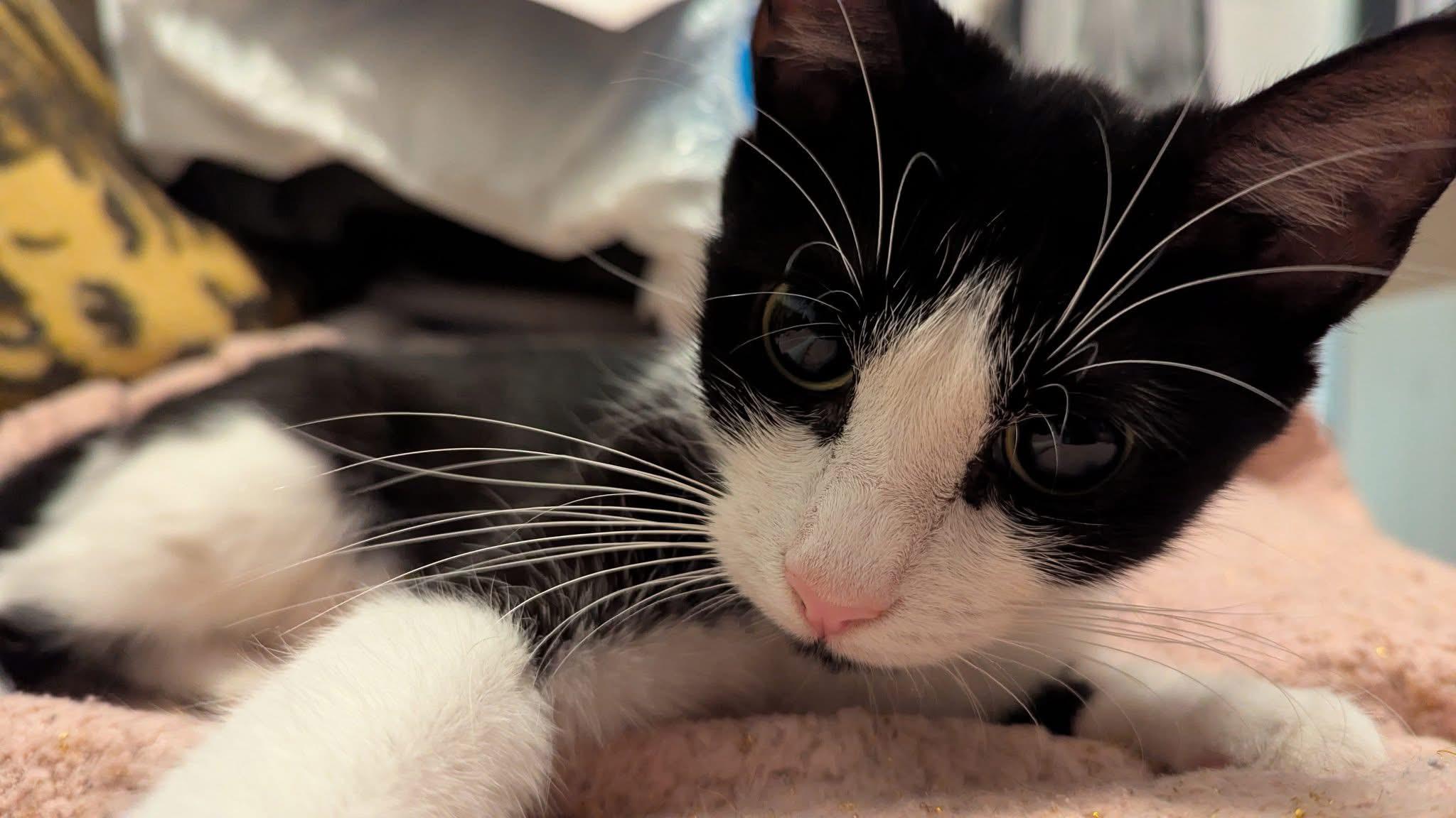 OLIVE, Adoptable, Young Female Domestic Short Hair.