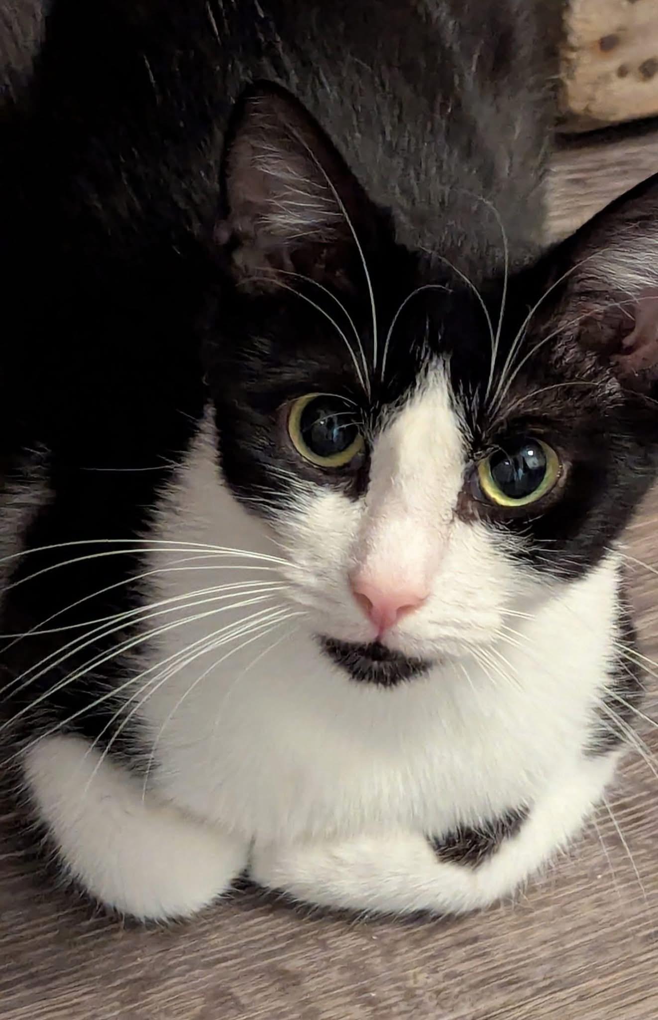 OLIVE, a Adoptable Domestic Short Hair image 2/4