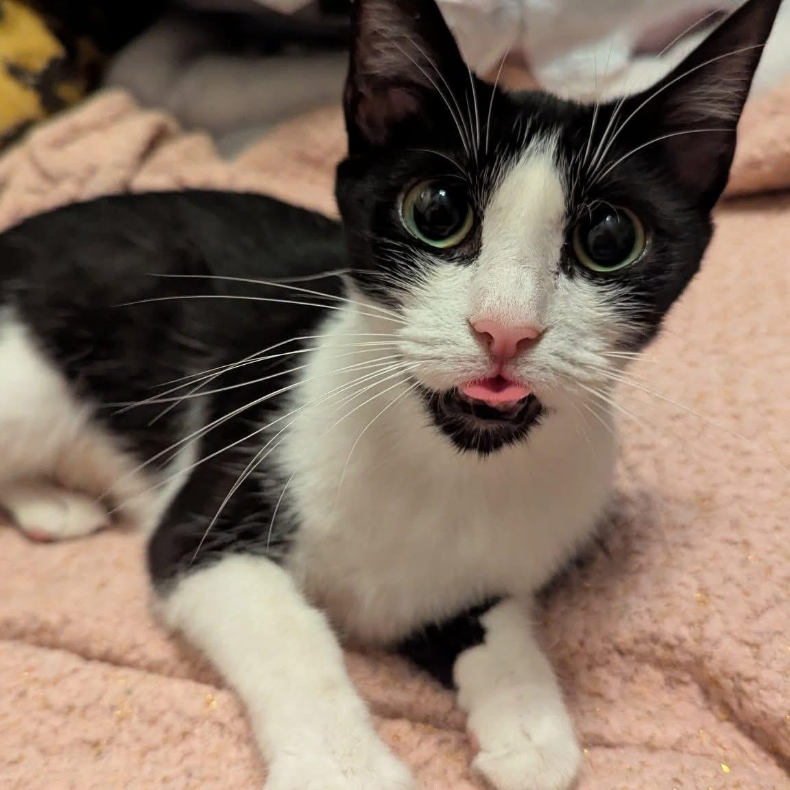 OLIVE, a Adoptable Domestic Short Hair image 3/4