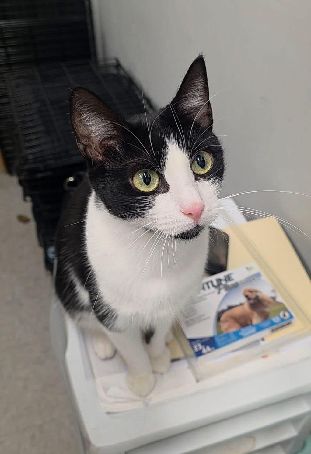 Enlarge OLIVE, a Adoptable Domestic Short Hair in Schnecksville, PA image 4/4