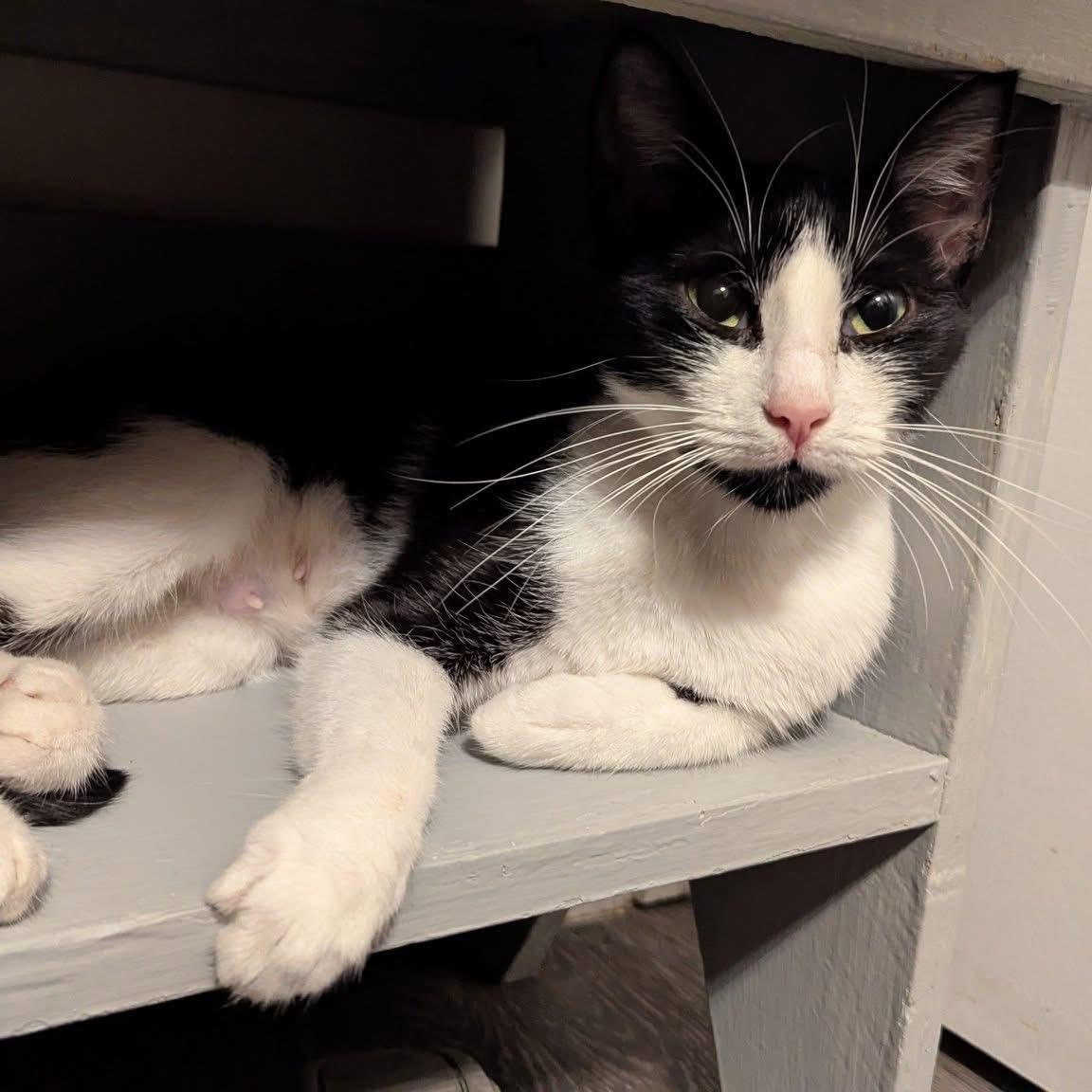 OLIVE, a Adoptable Domestic Short Hair image 4/4