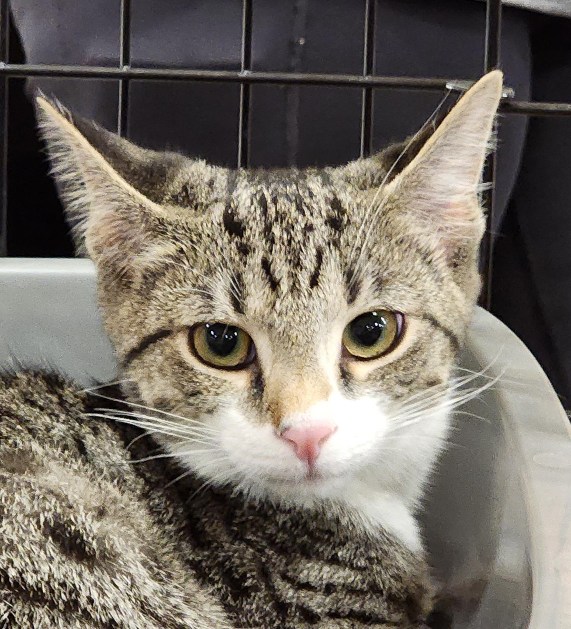 Enlarge Custard, a Adoptable Domestic Short Hair in Irwin, PA image 2/2